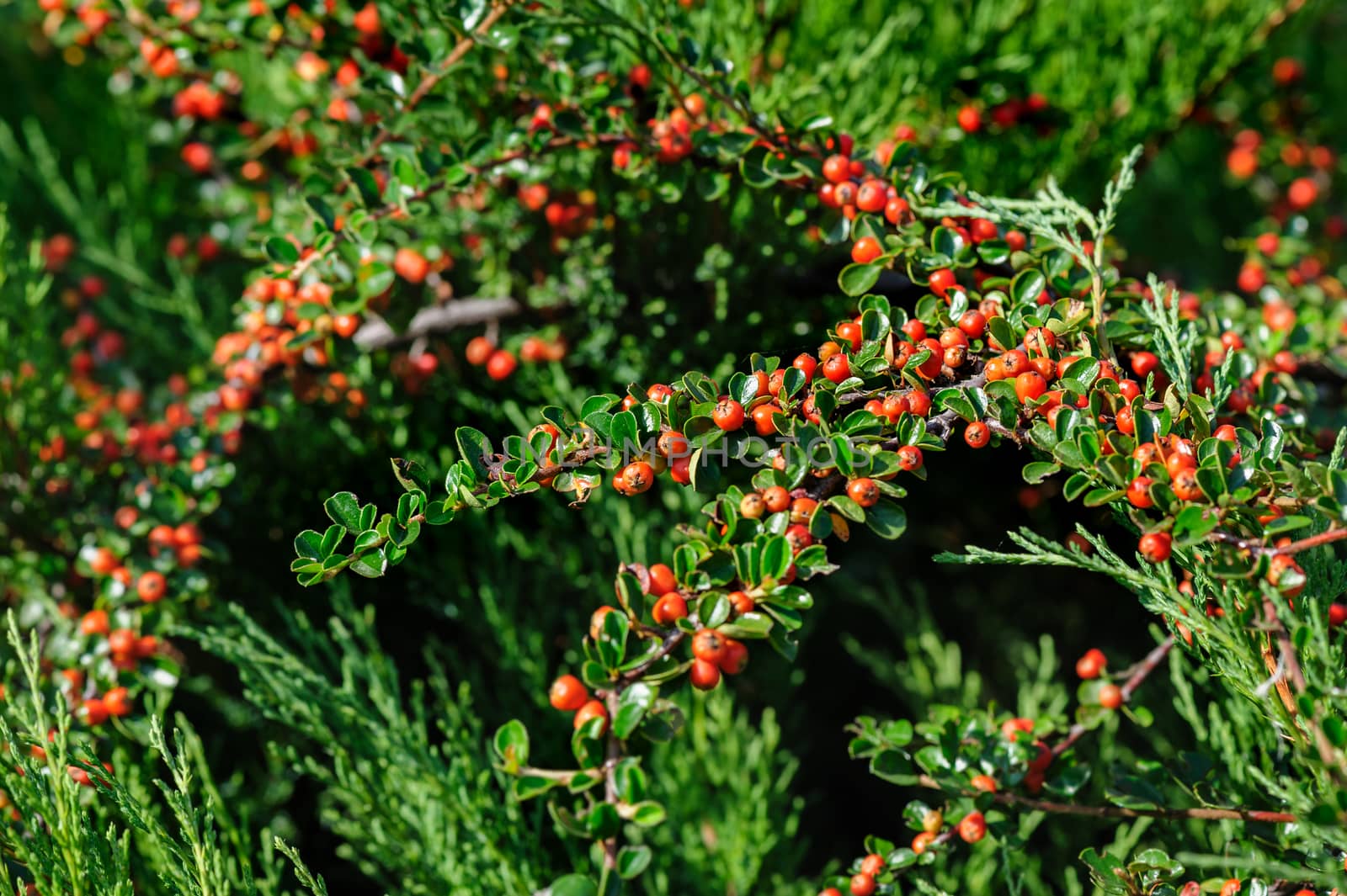 Cotoneaster Bush by starush