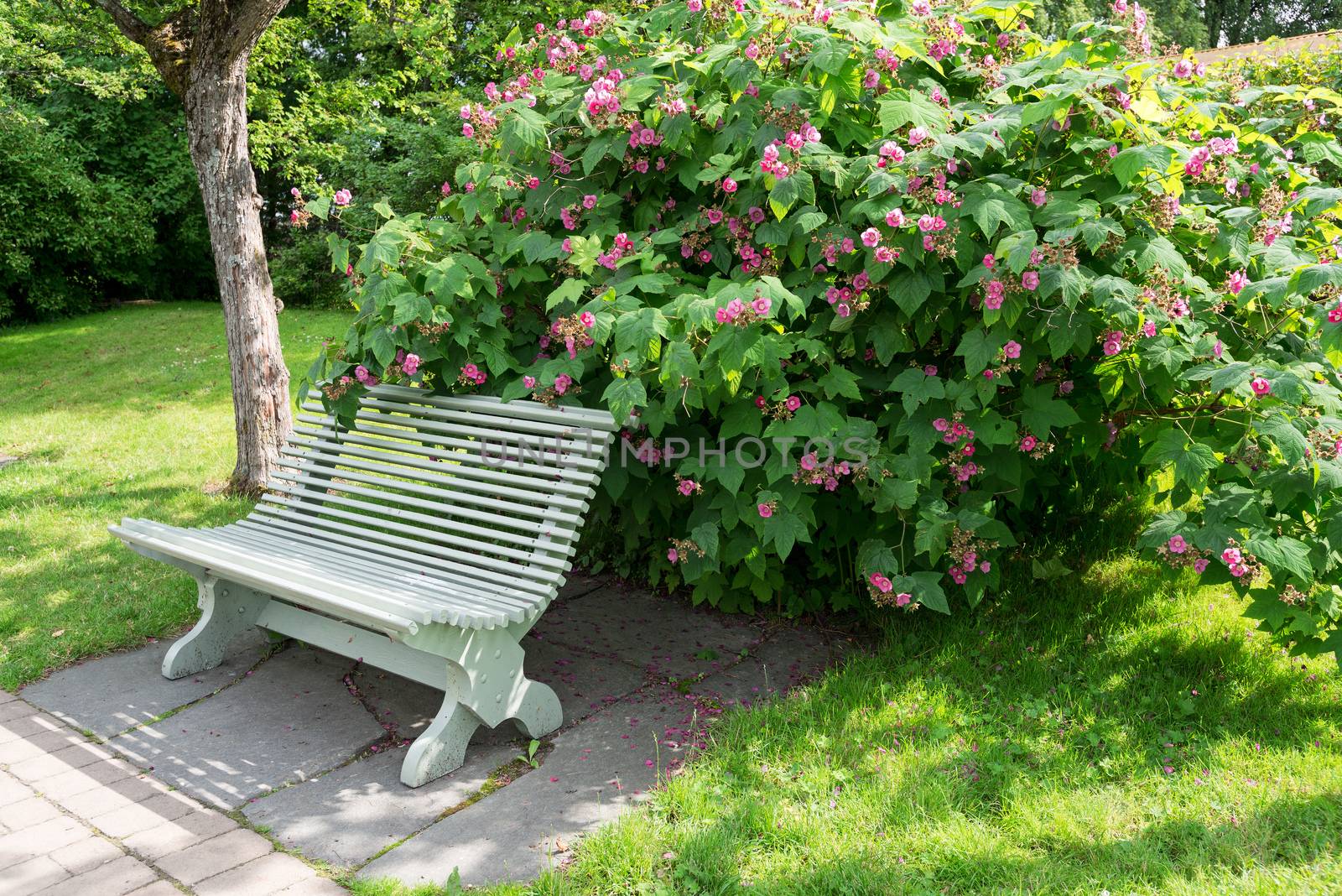 Bench in summer park