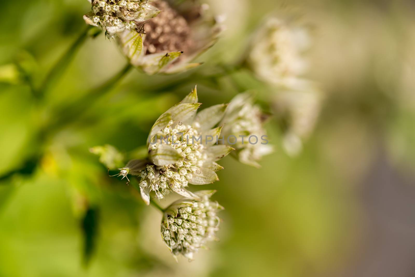 Wild flower close up background shallow DOF by Nanisimova