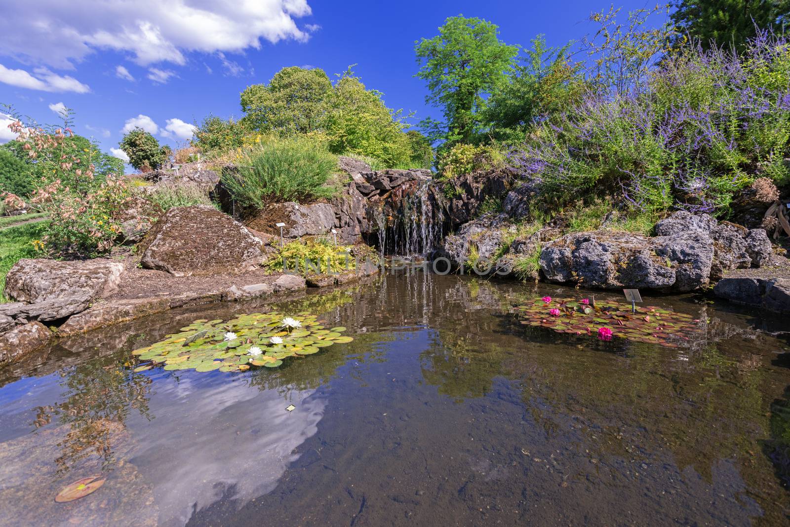 Pond with waterfall waterlily flowers by Nanisimova