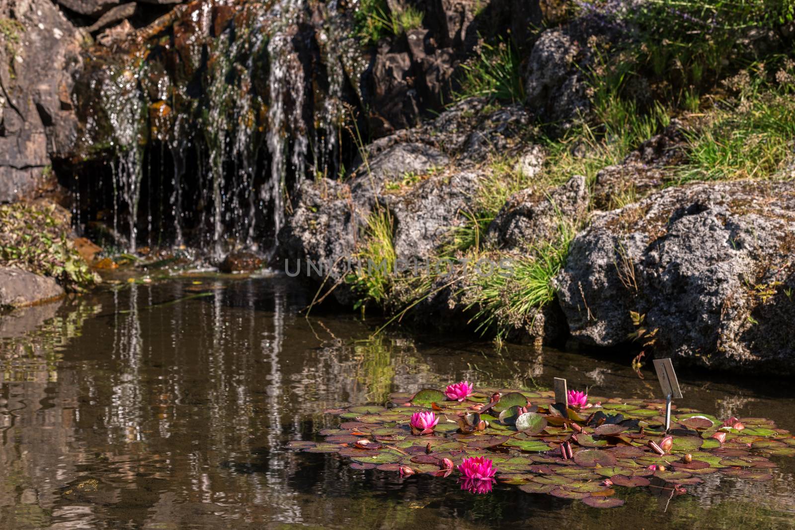 beautiful pink waterlily or lotus flower in a pond