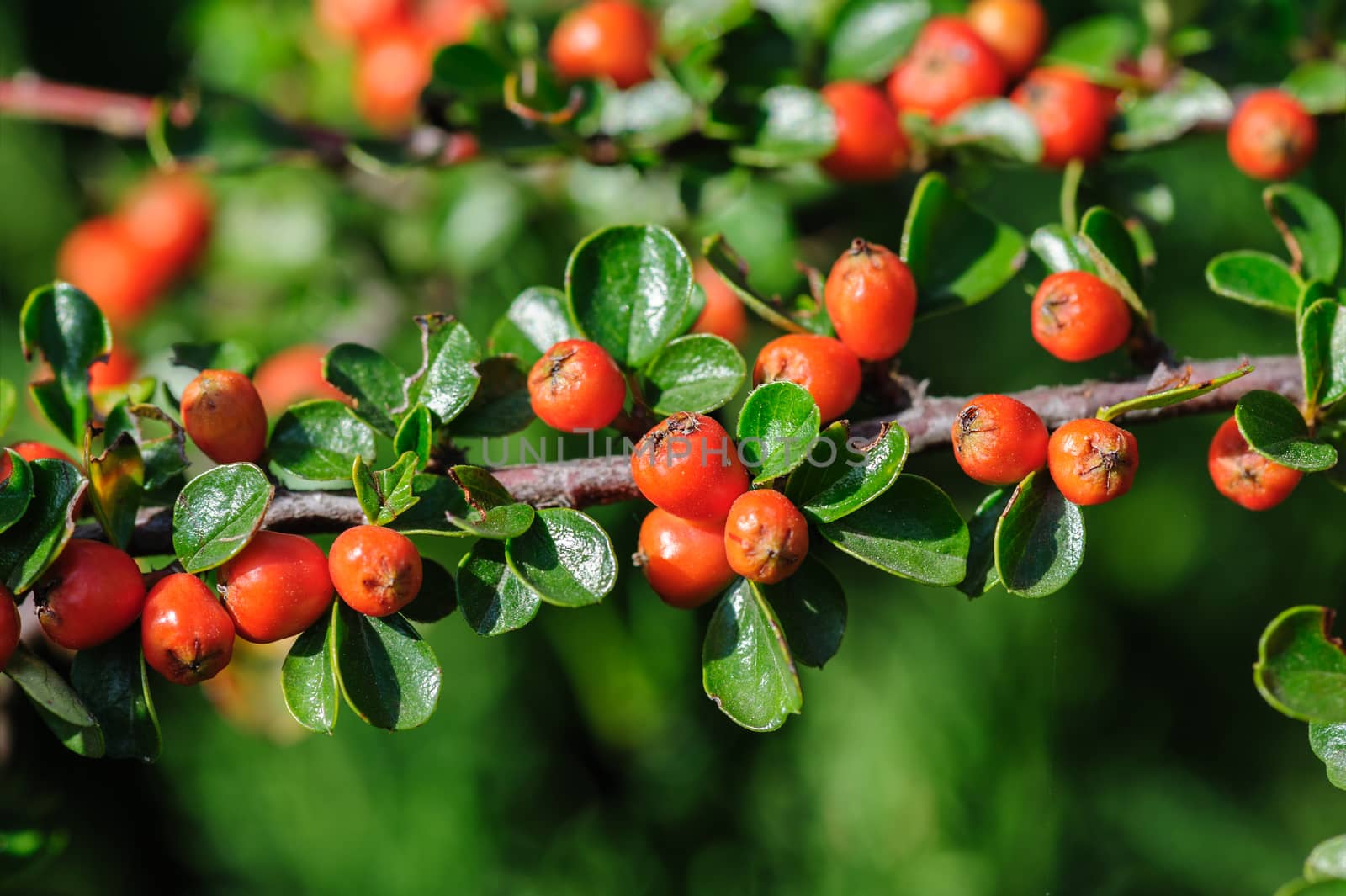 Red berries of Cotoneaster bush, closeup, selective focus