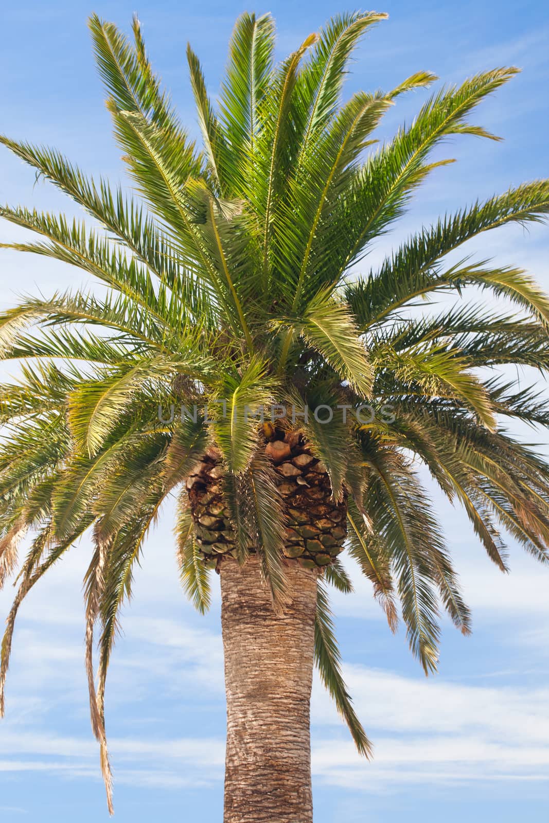 Tropical palm at the Adriatic seaside