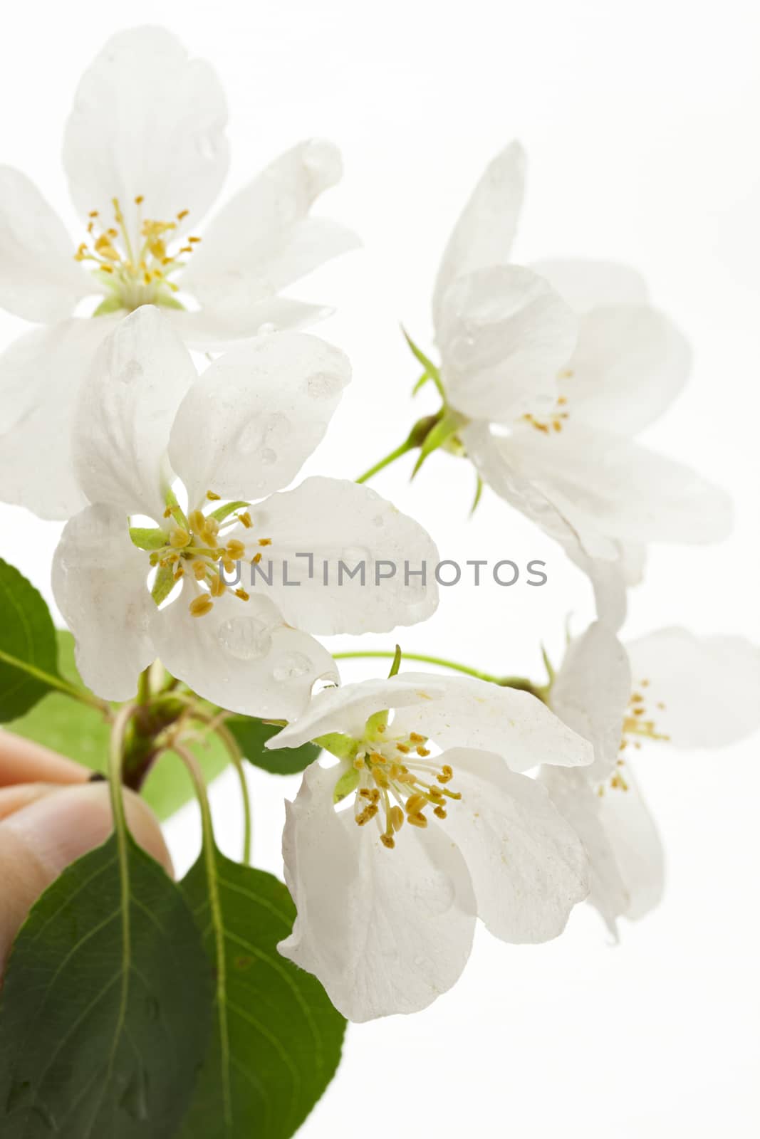 Apple tree flowers on white by Garsya