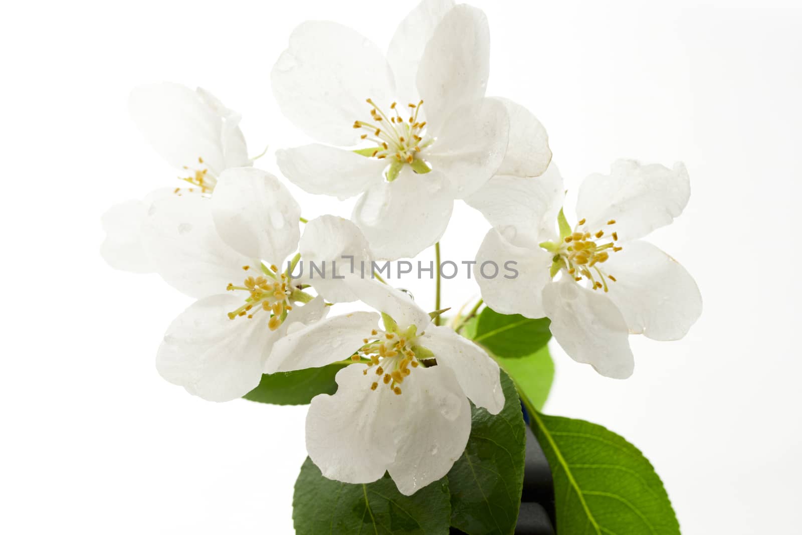 Apple tree flowers on white by Garsya