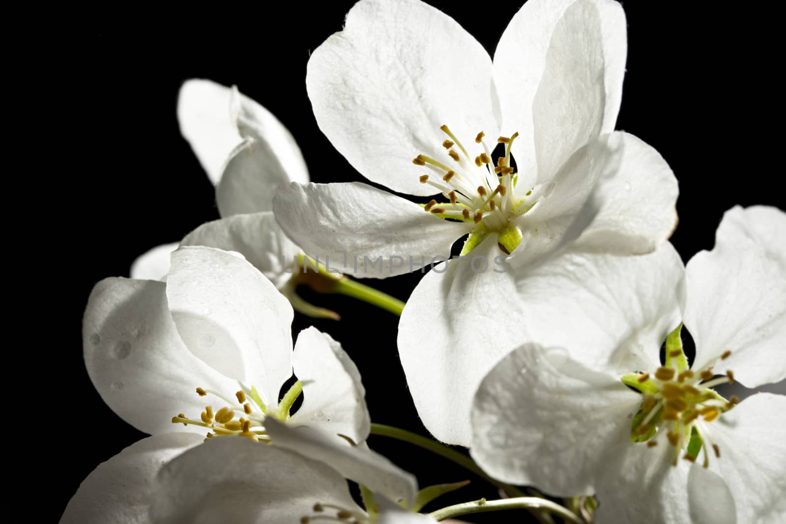 Apple tree flowers on black by Garsya