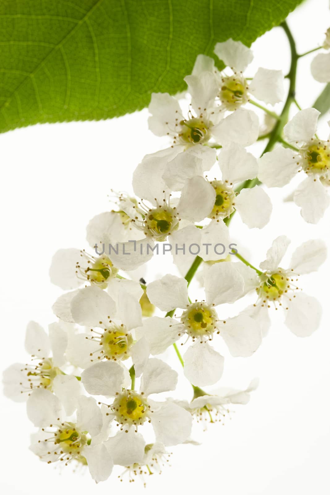 Bird cherry tree flowers on white by Garsya