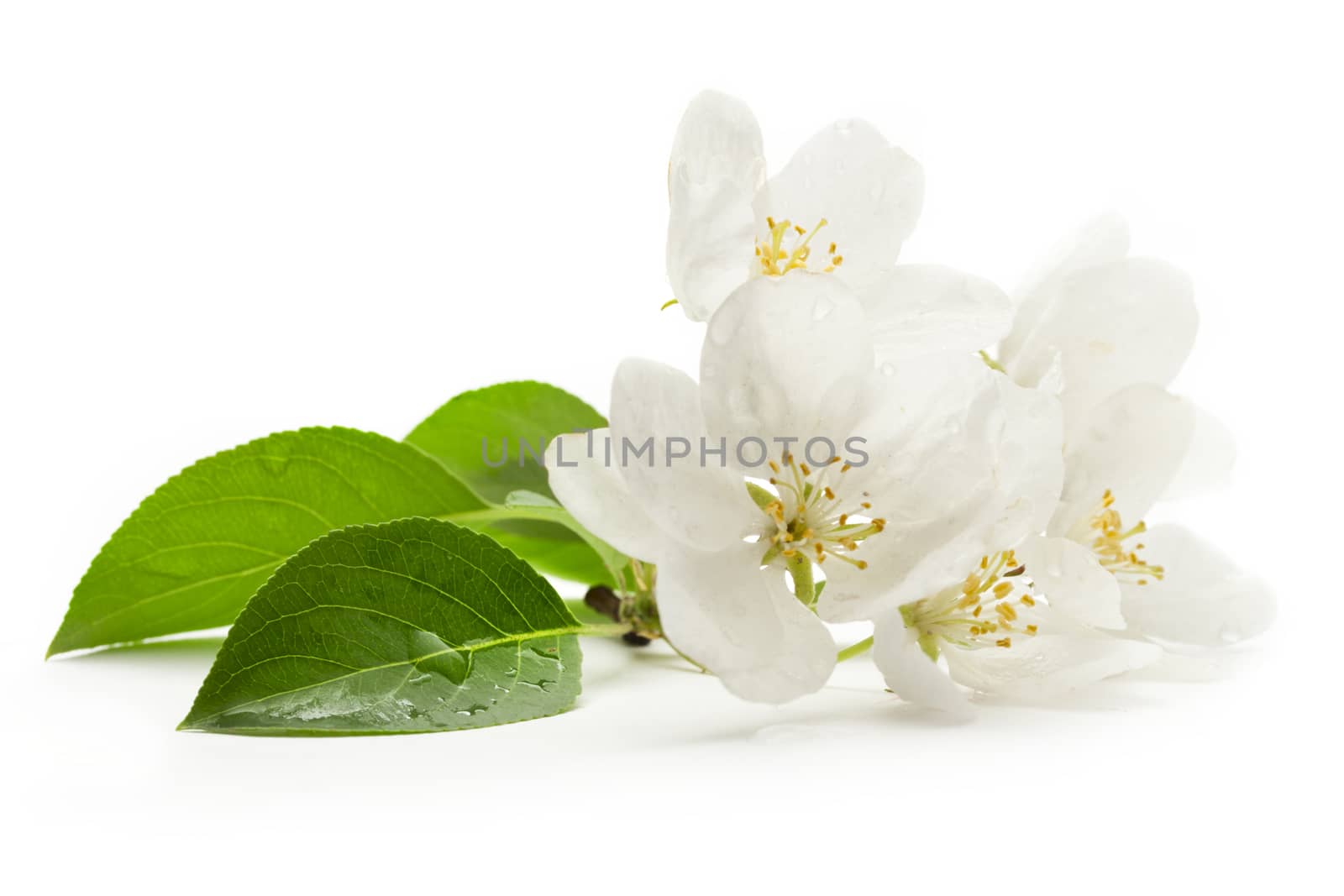 Apple tree flowers on white by Garsya