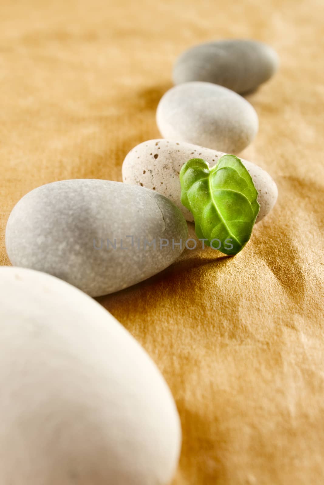 Stones and a green leaf