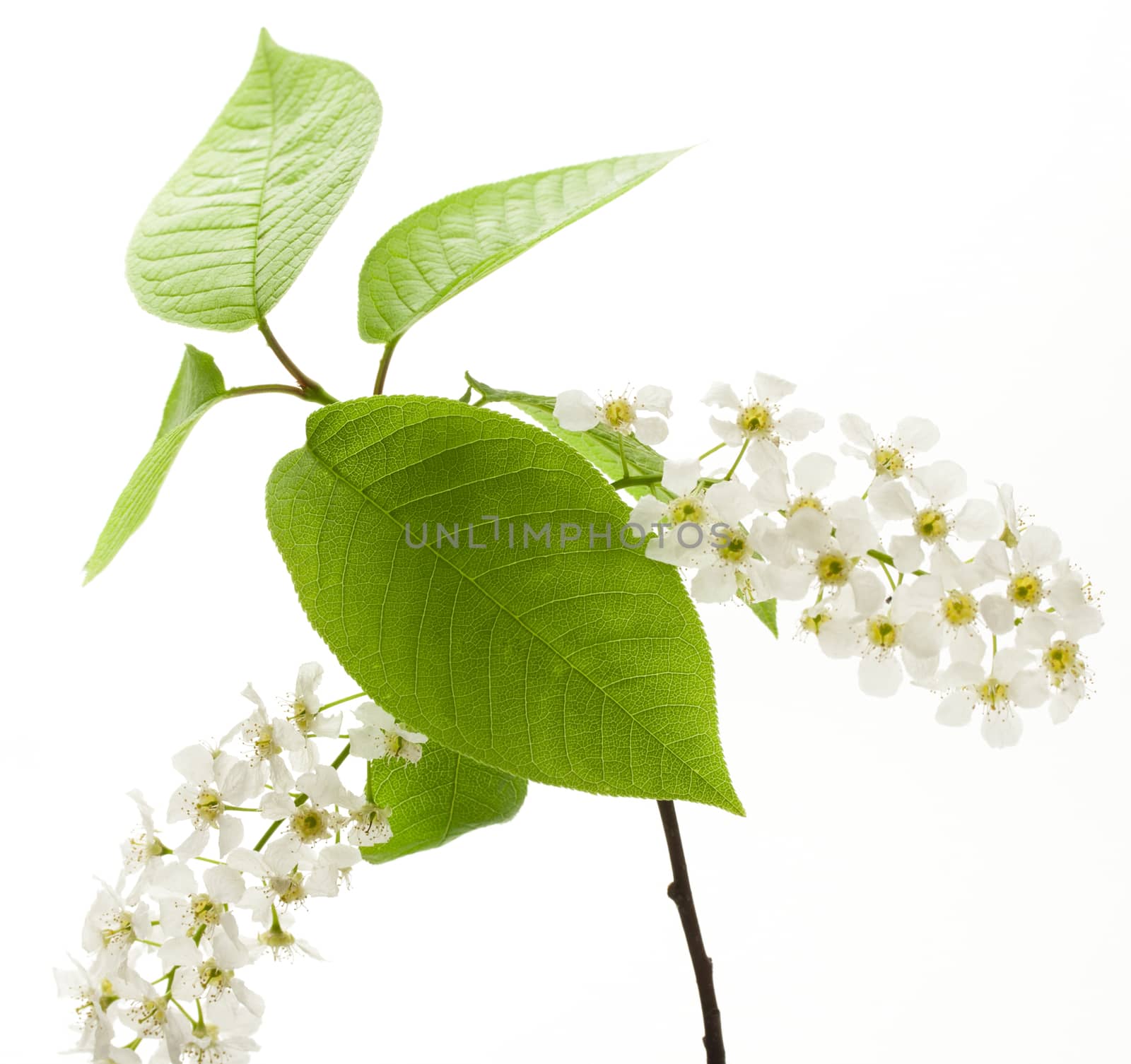 Bird cherry tree flowers on white