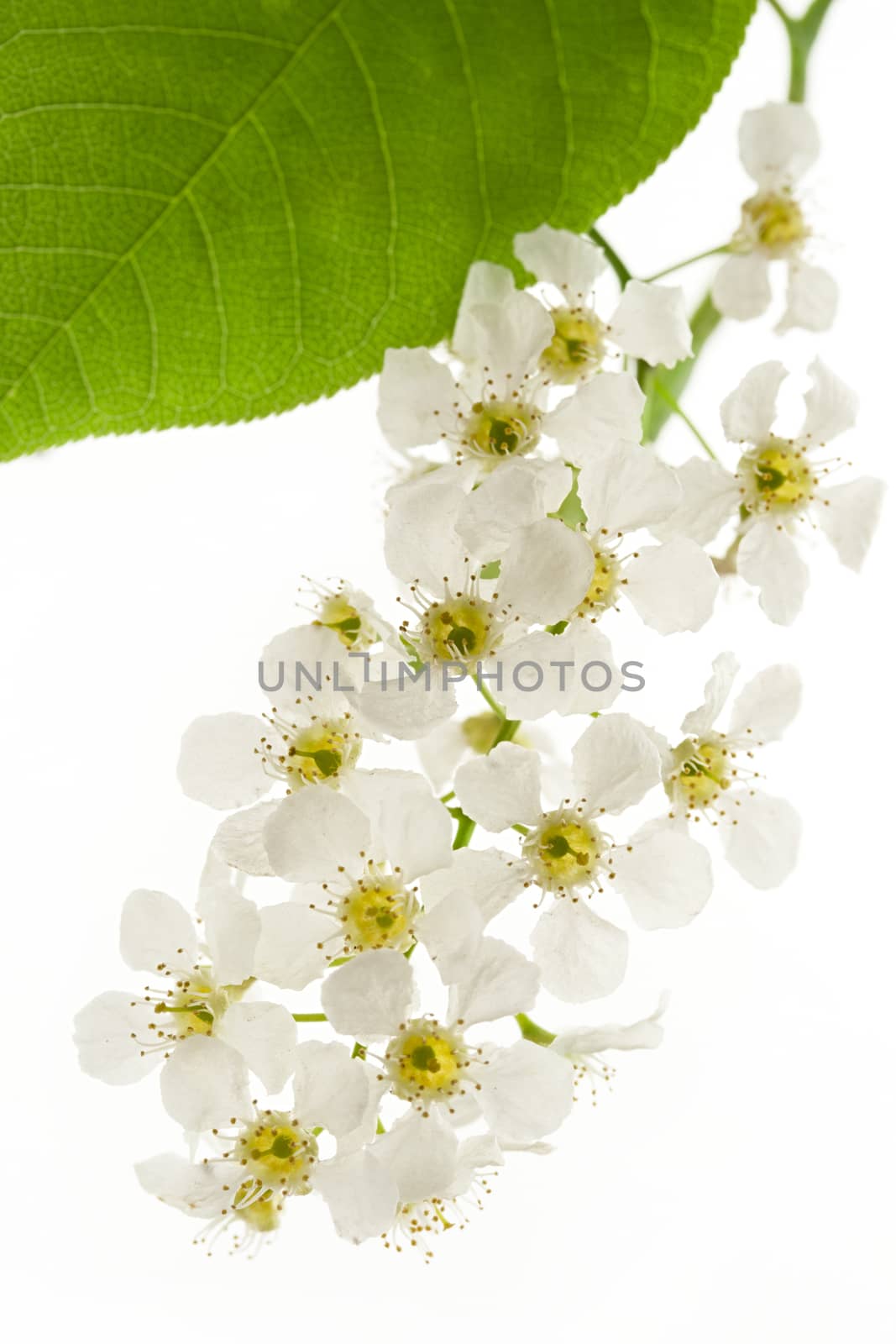 Bird cherry tree flowers on white by Garsya