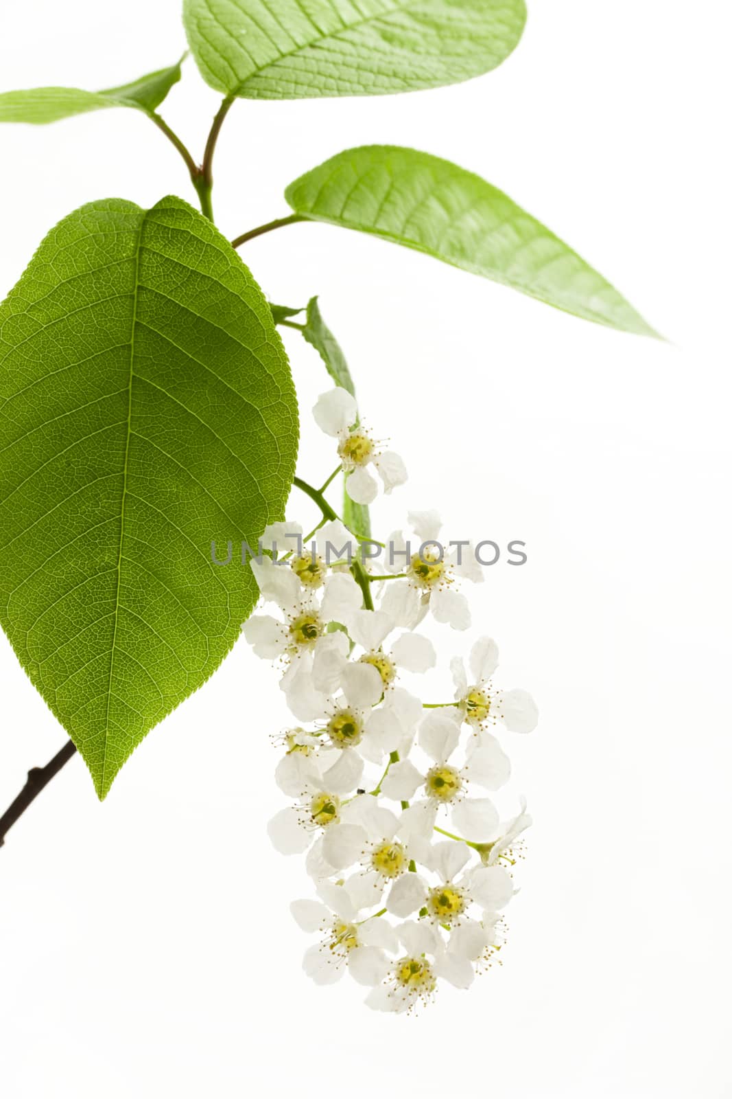 Bird cherry tree flowers on white