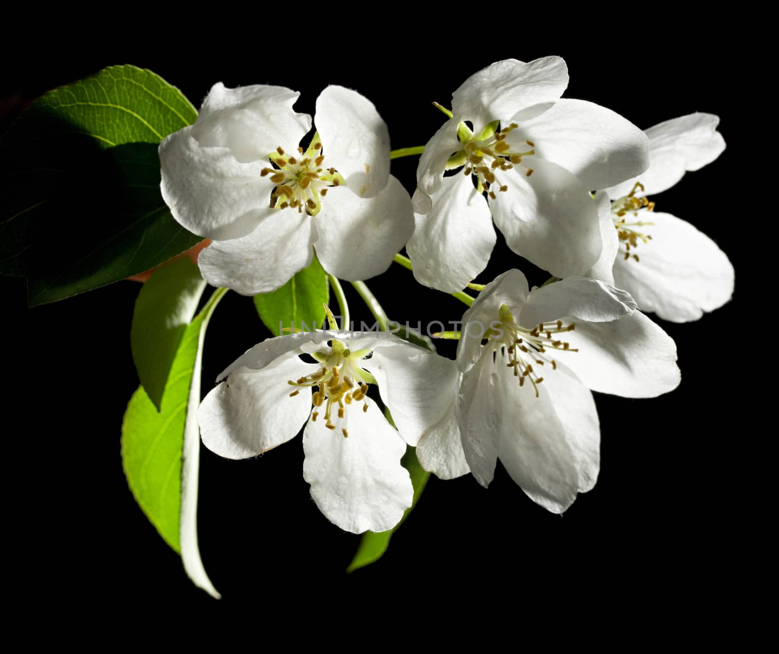 Apple tree flowers on black by Garsya