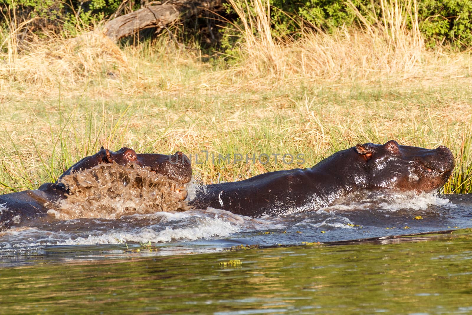 Two young male hippopotamus Hippopotamus amphibius, rehearse fray and figting with open mouth and showing tusk. National Park Okawango, Botswana, wildlife photography