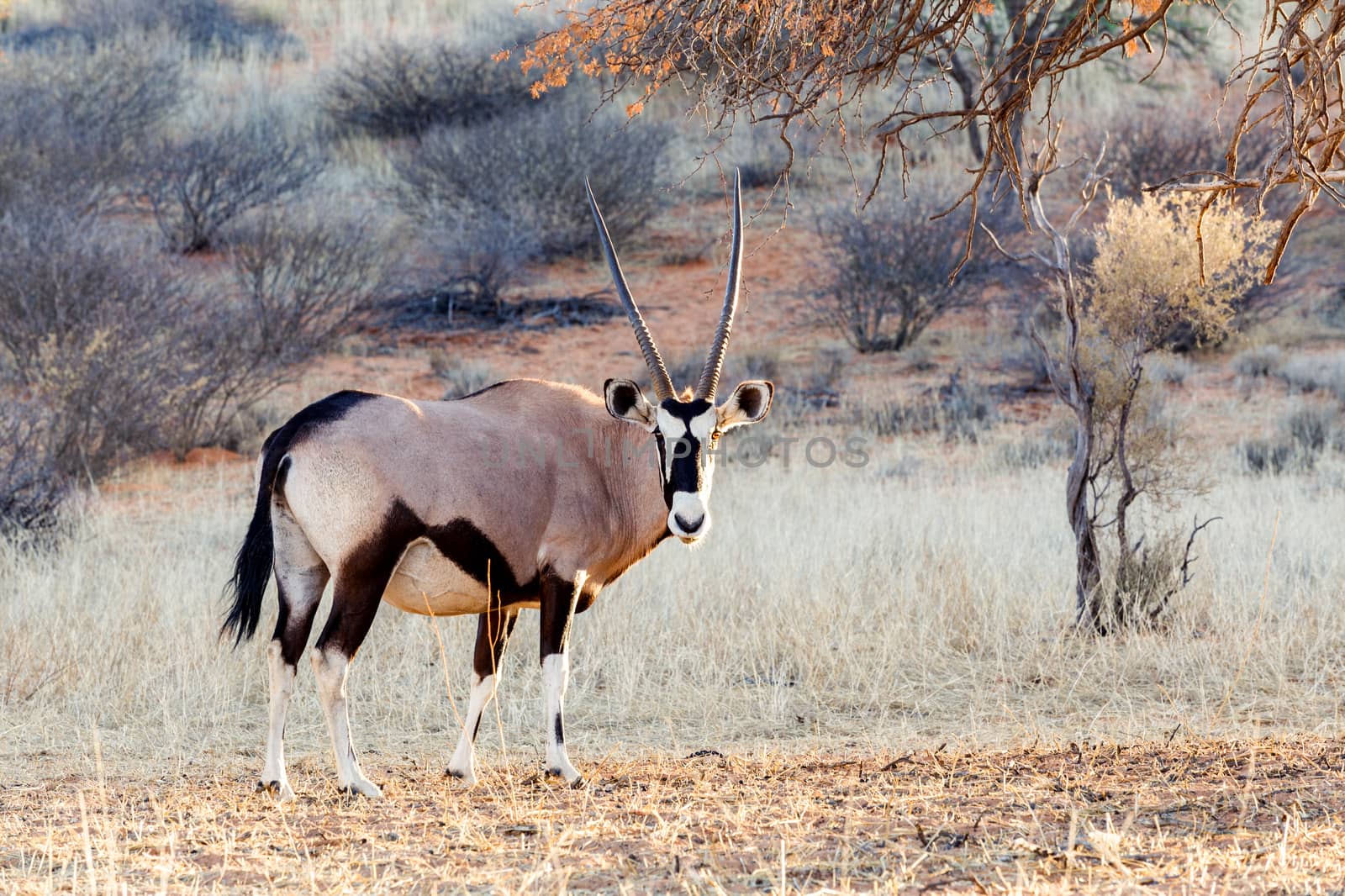 Gemsbok, Oryx gazella on sand dune, Kgalagadi Transfrontier Park, Botswana, true wildlife