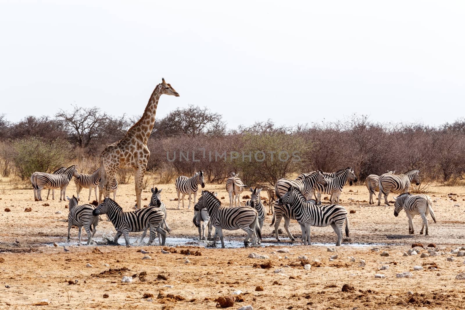 Giraffa camelopardalis and zebras drinking on waterhole in Etosha national Park, Ombika, Kunene, Namibia, true wildlife