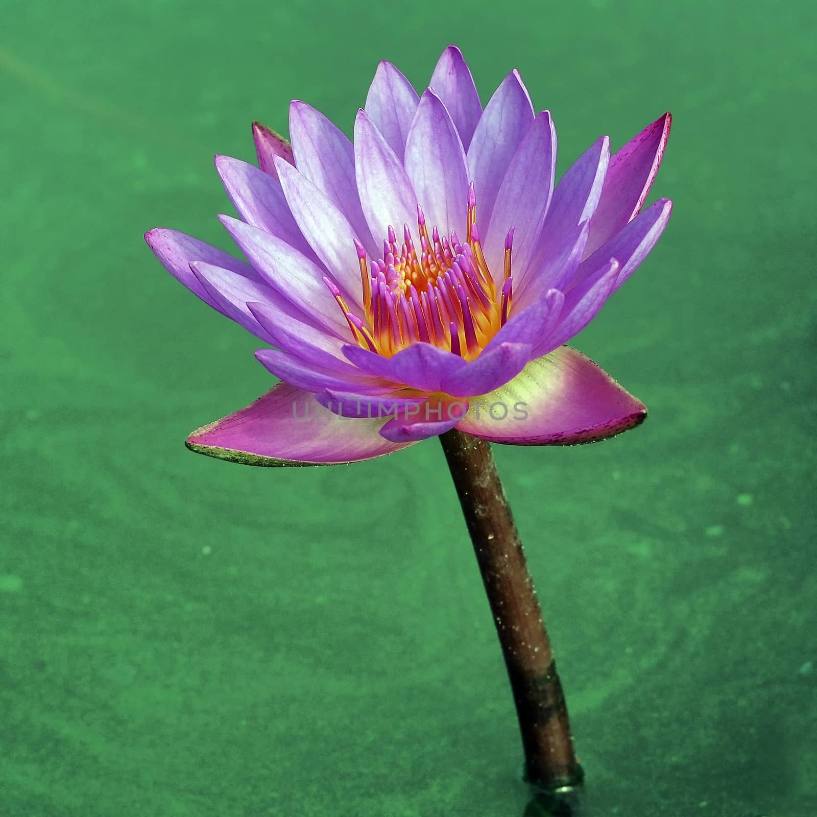 beautiful lotus flower in the pond