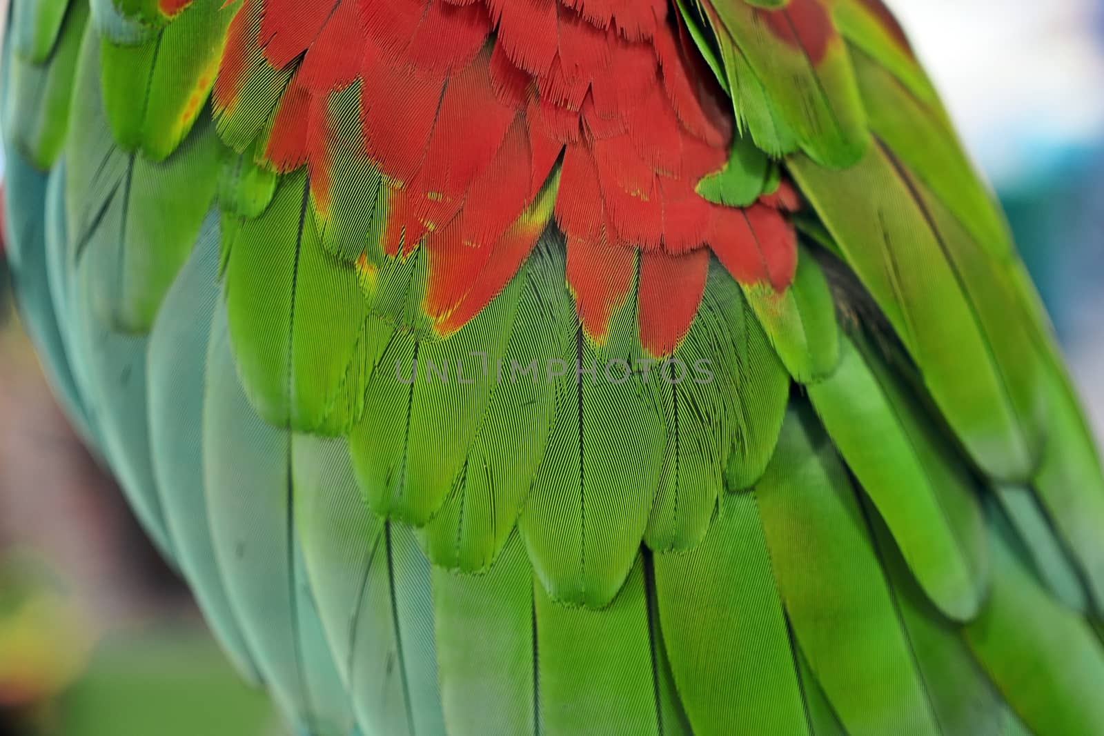 closeup of the beautiful macaw parrot feather       