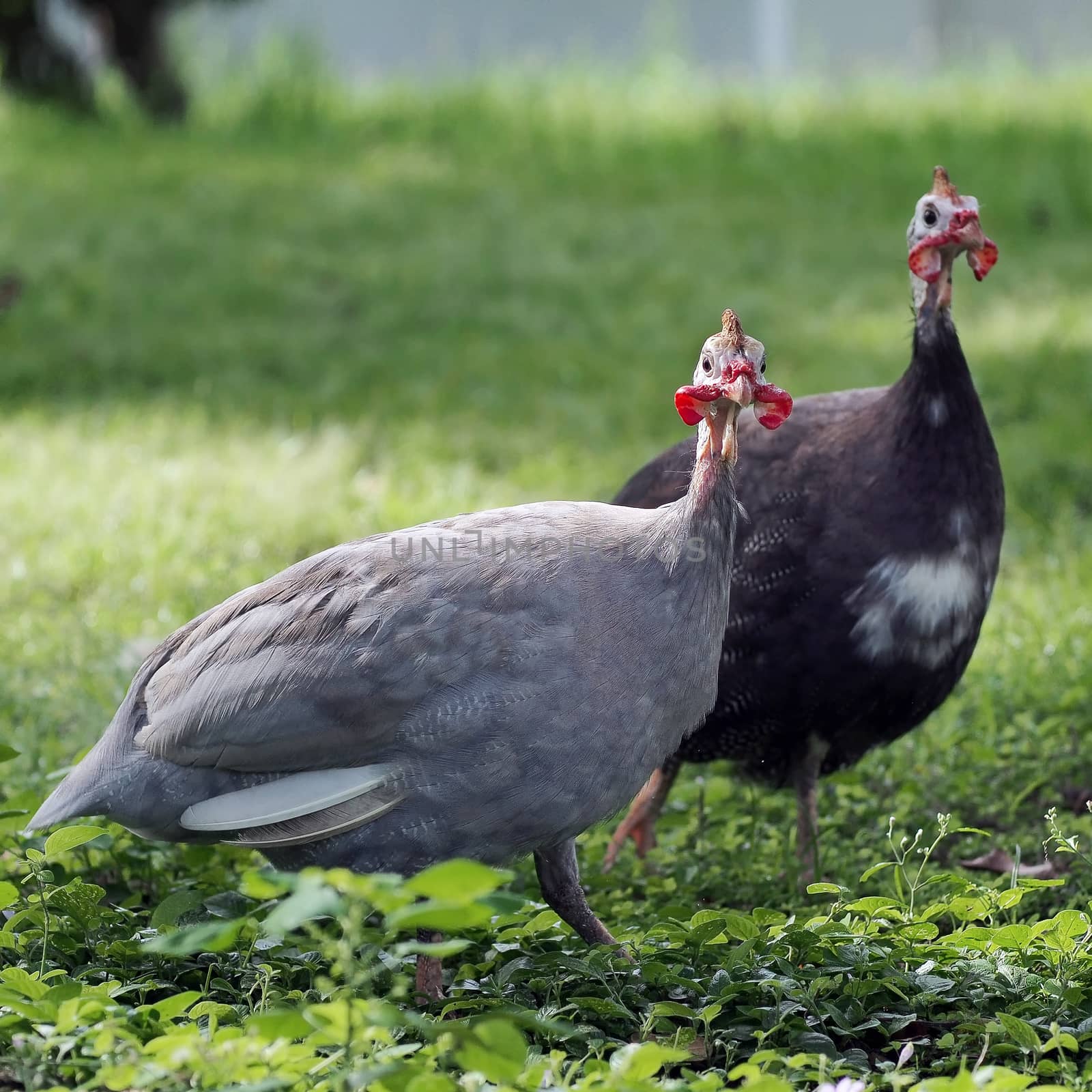 closeup of female turkey with nature background