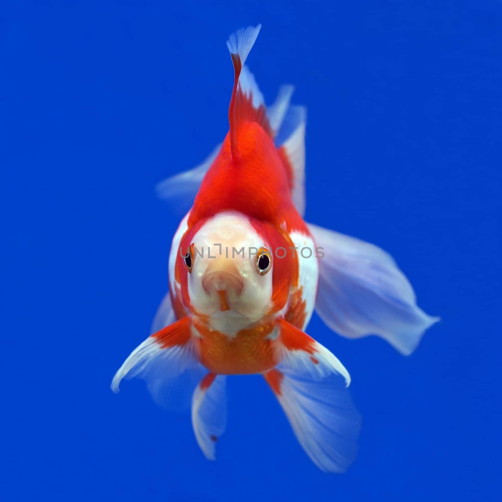 beautiful goldfish in the aquarium