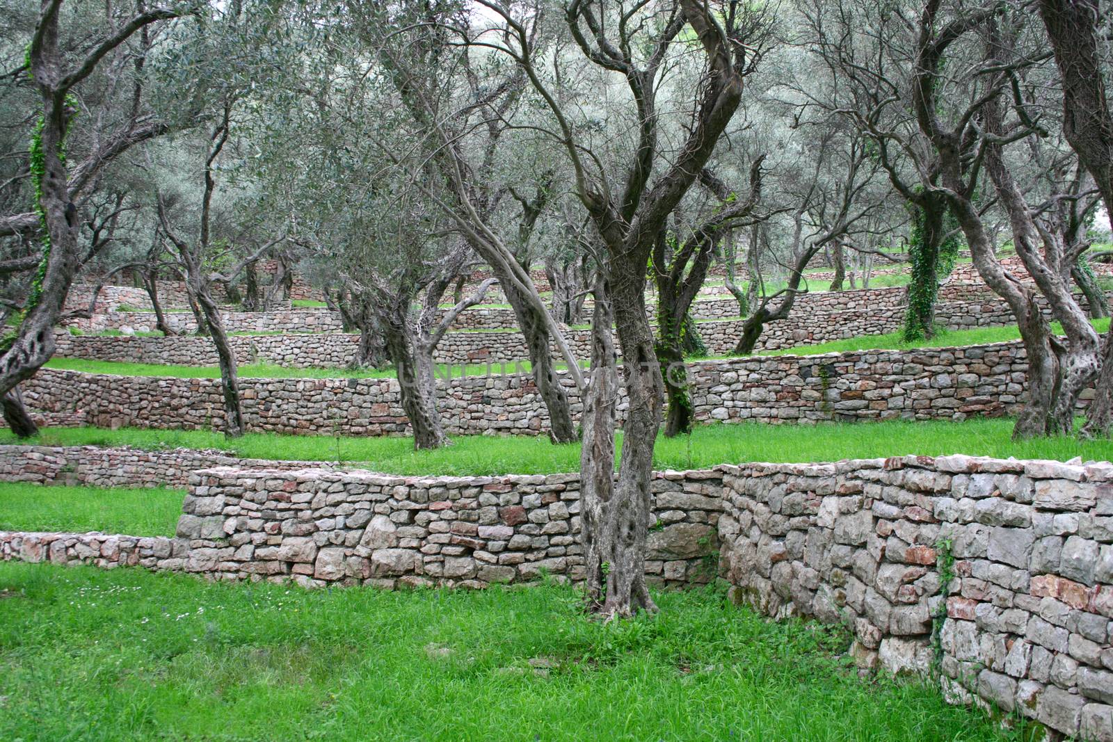 ark with olive trees in Montenegro by Garsya