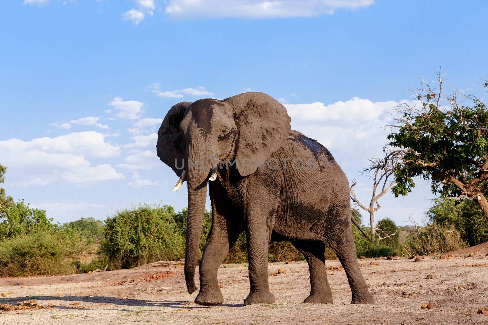 Portrait of African Elephant in Chobe National Park, Botswana. True wildlife photography