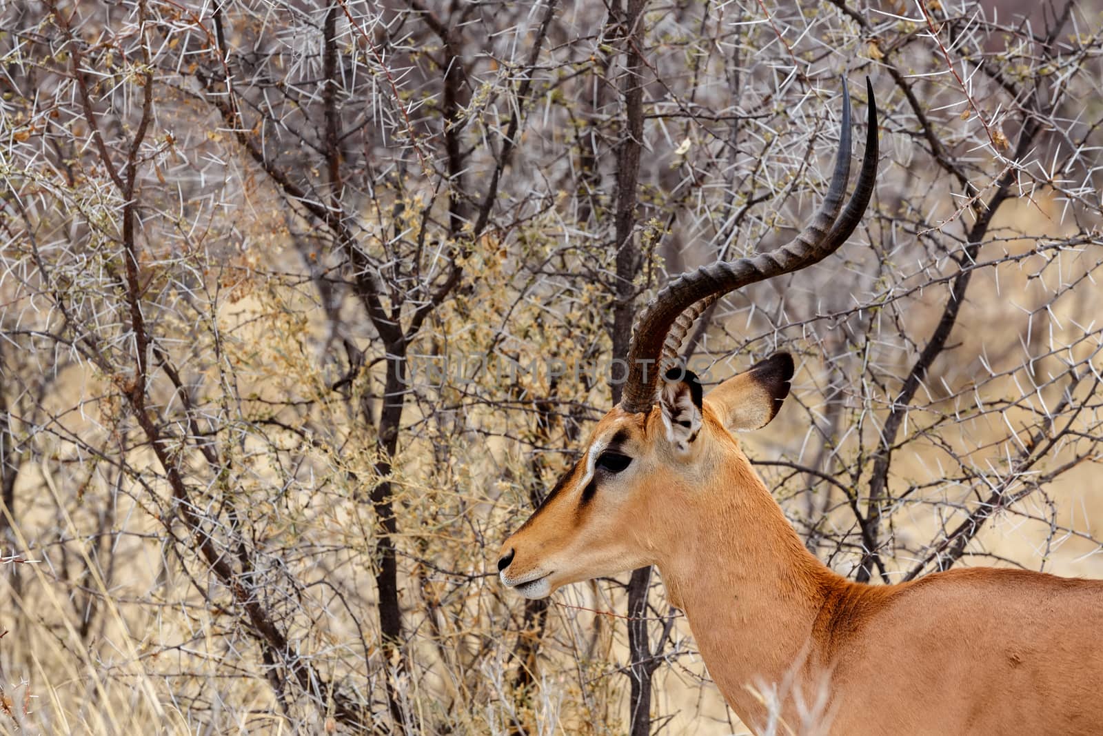 Portrait of Springbok Antidorcas marsupialis, Etosha national Park, Ombika, Kunene, Namibia. True wildlife photography