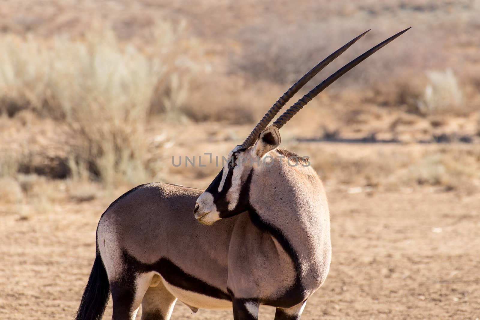 portrait of Gemsbok, Oryx gazella,dominant Gemsbok antelope in the park, Kalahari, South Africa