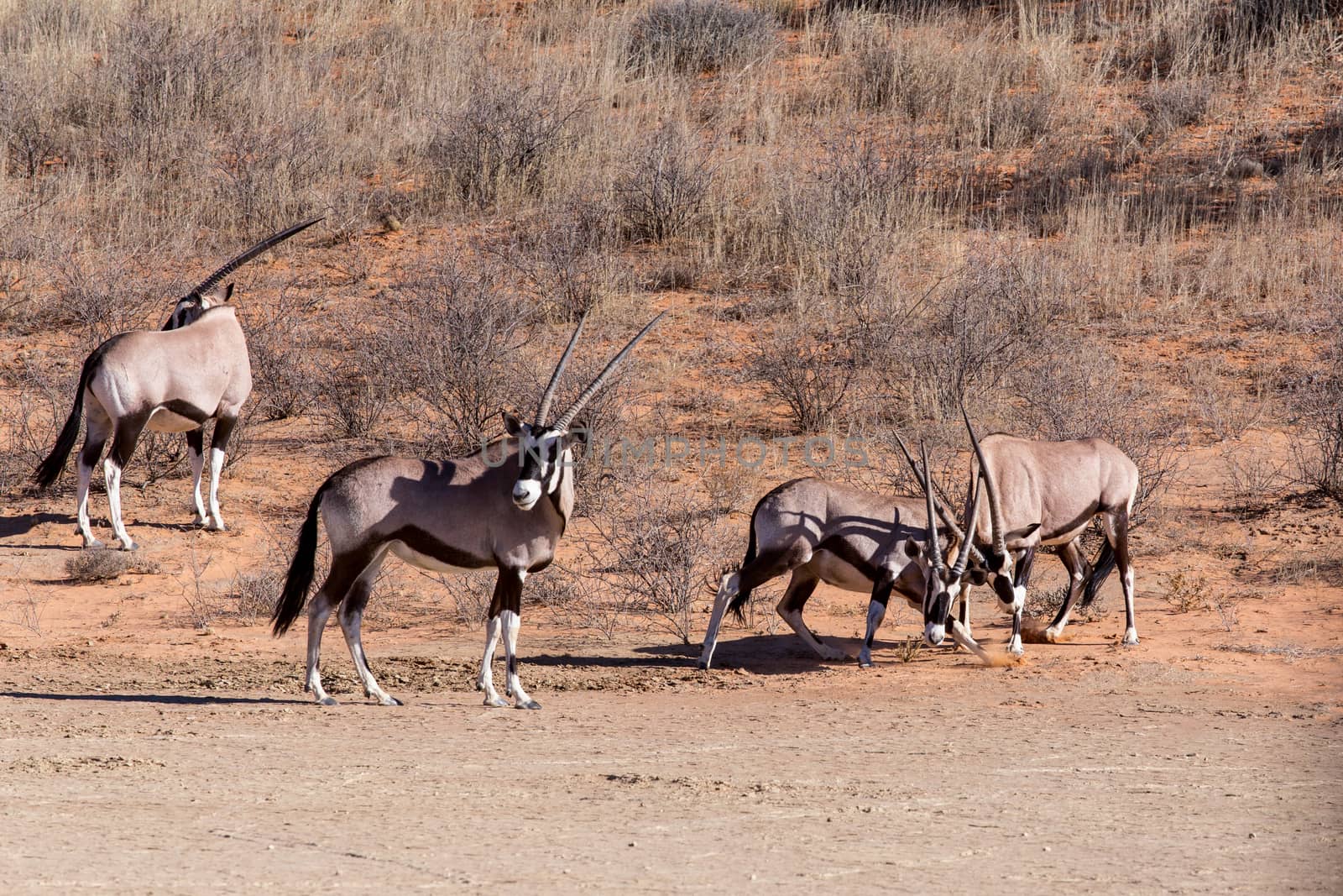 fight between two male Gemsbok, Oryx gazella,dominant Gemsbok antelope in the park, Kalahari, South Africa