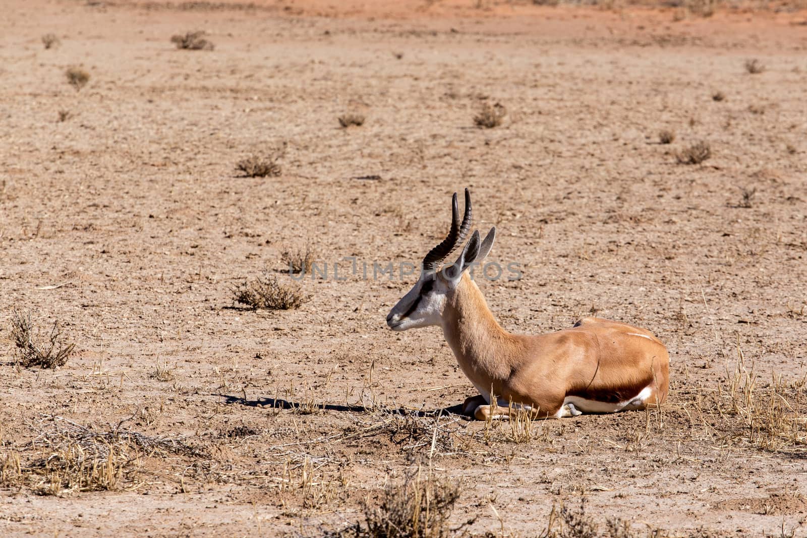 Springbok Antidorcas marsupialis, Etosha national Park, Ombika, Kunene, Namibia. True wildlife photography
