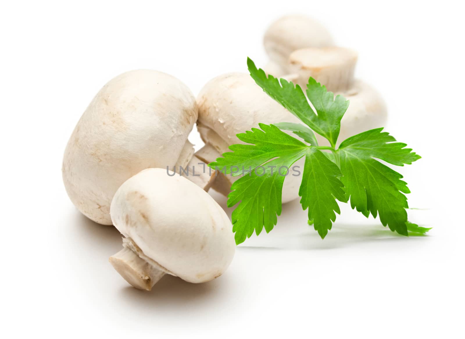 Champignon and parsley on white