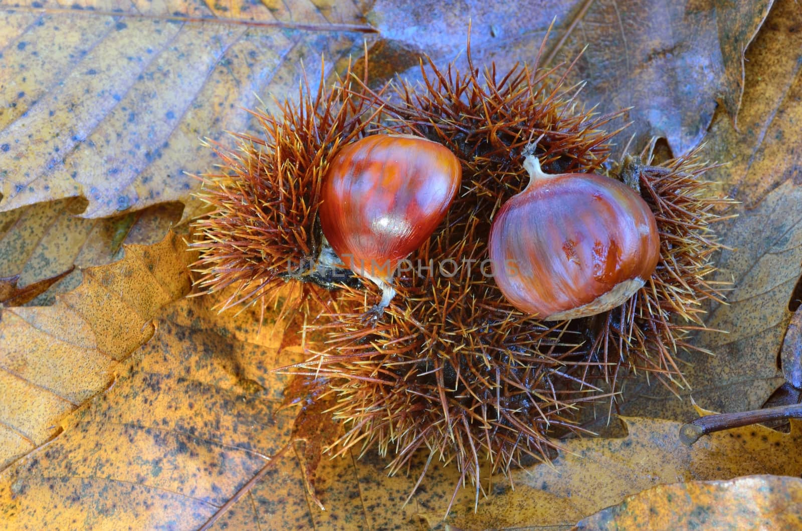 Sweet chestnuts on forest floor by pauws99