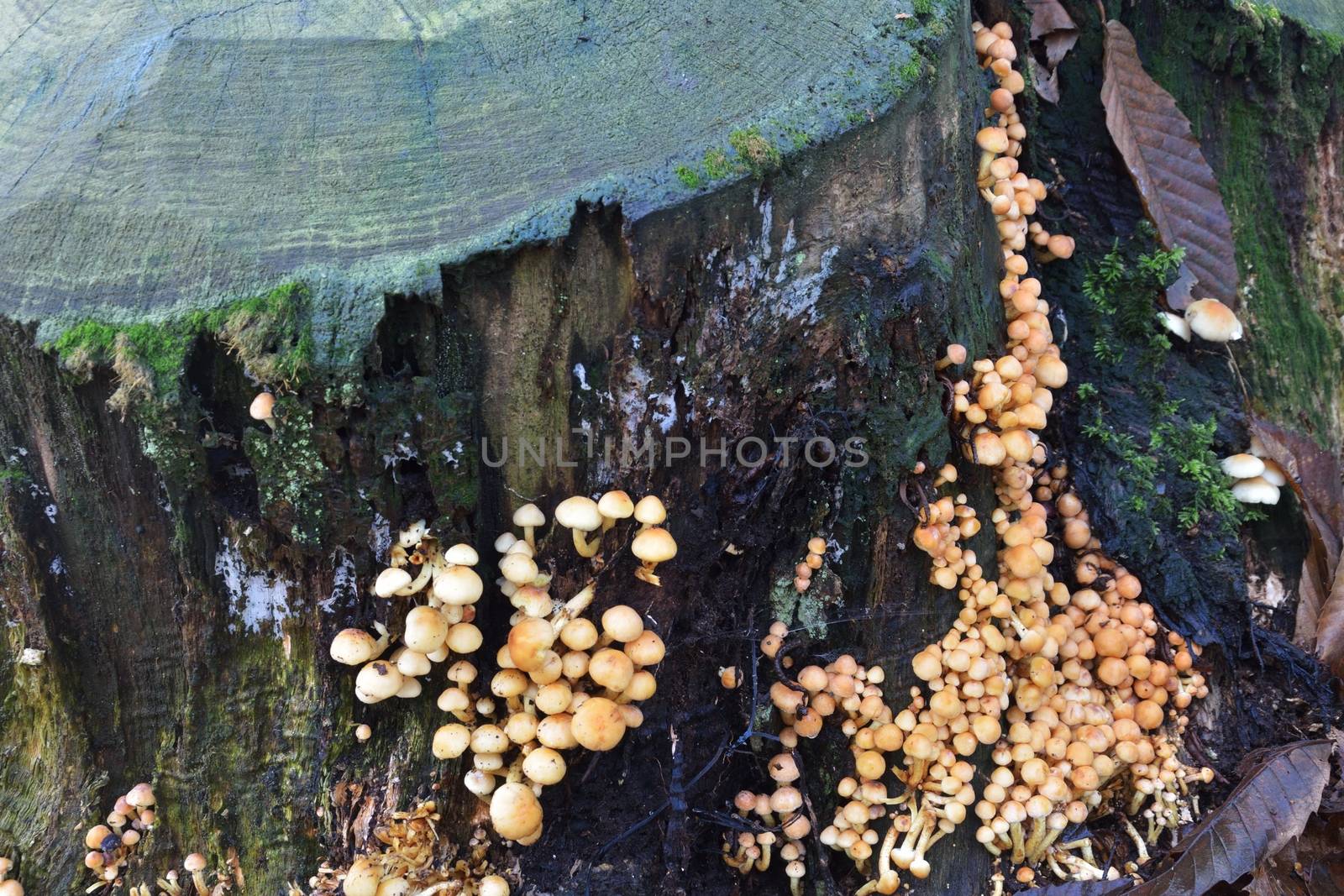 Funghi growing on tree trunk by pauws99