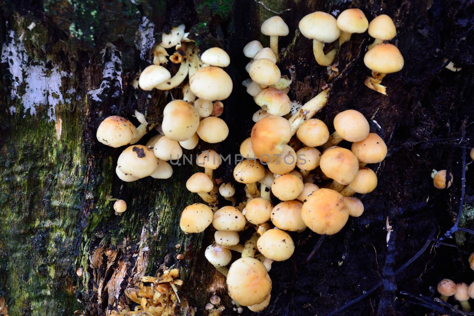 Funghi on tree trunk close up by pauws99