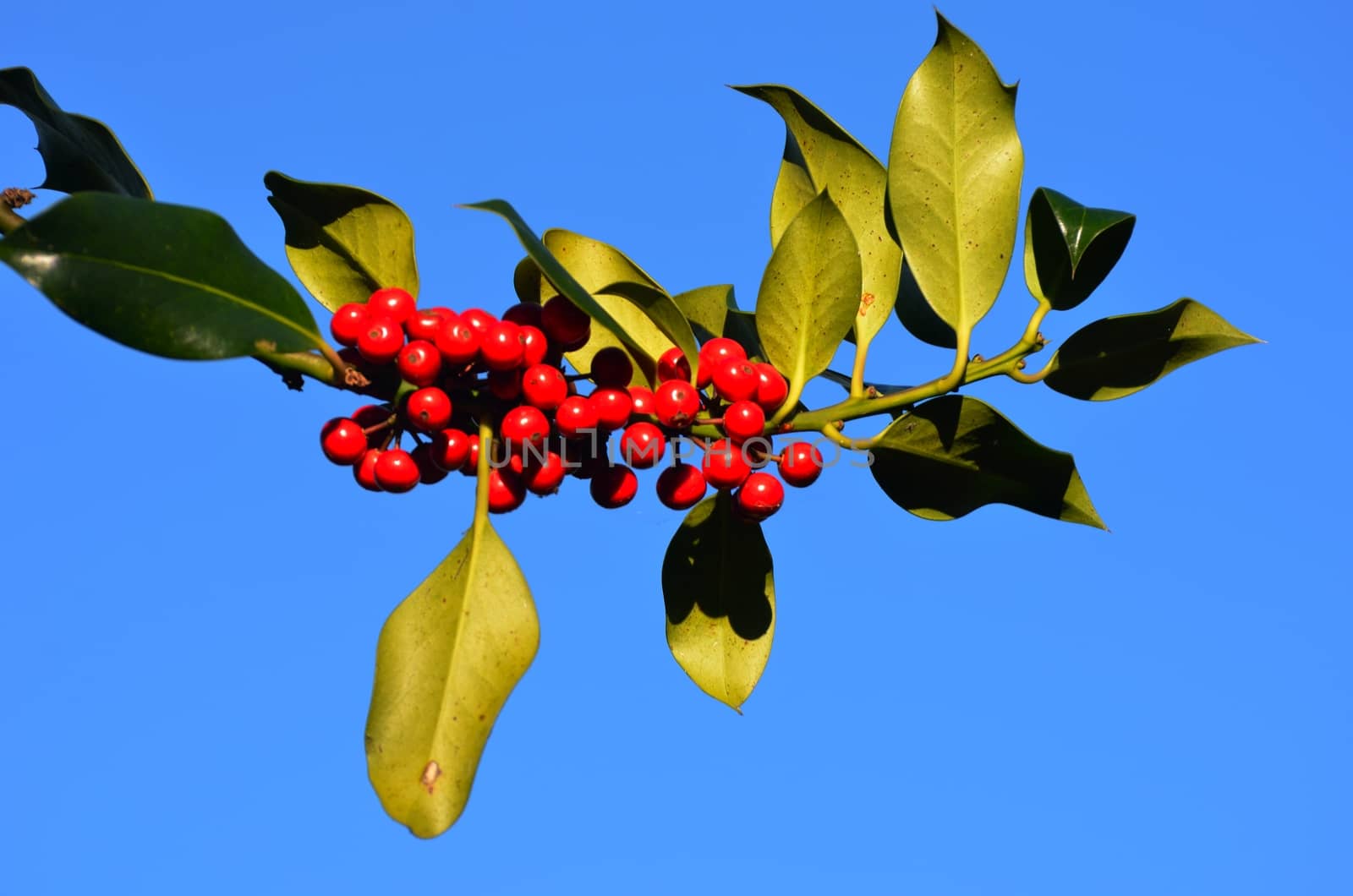 Holly branch with berries growing outdoors