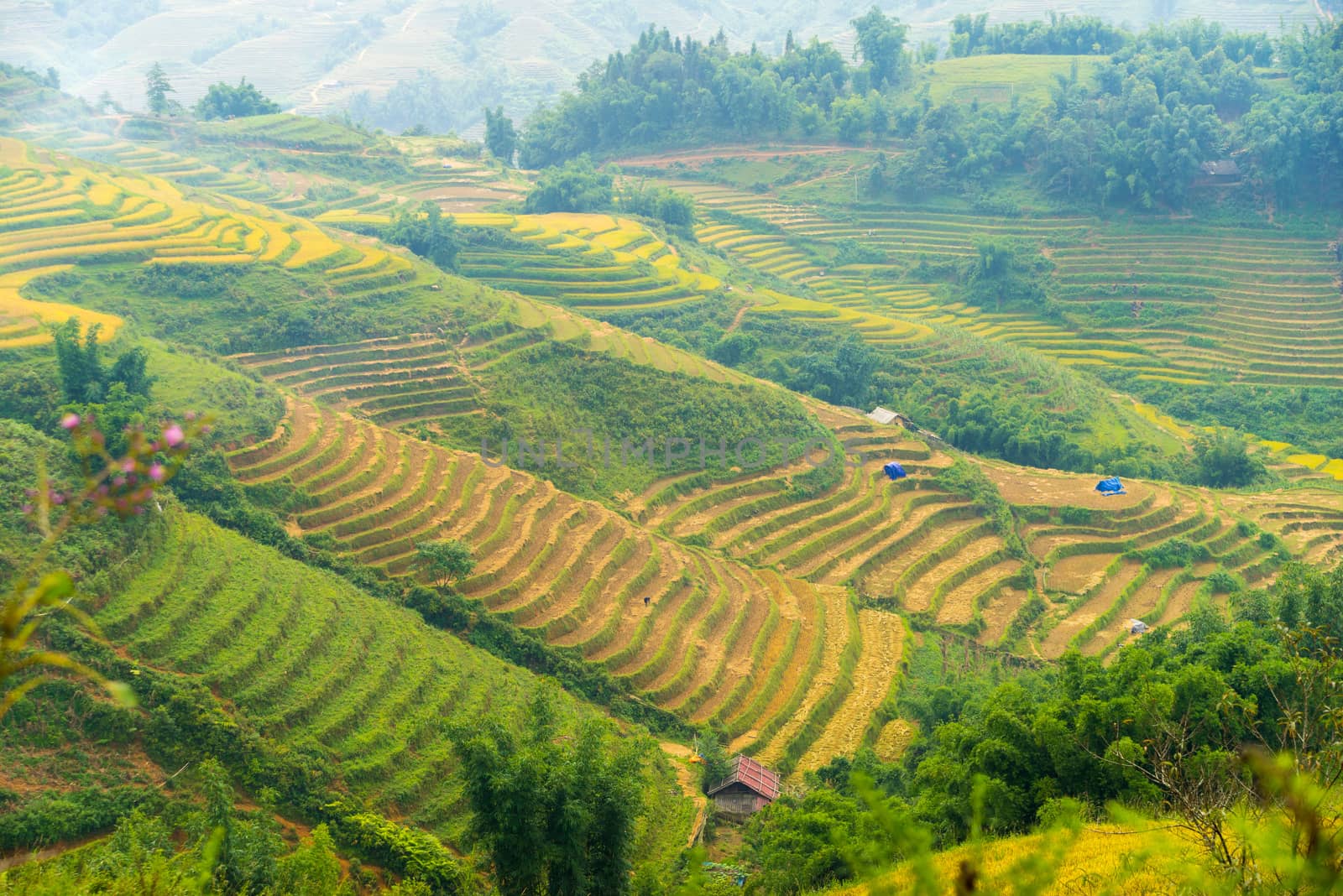 Beautiful View of mountains contain lot of terraced fields