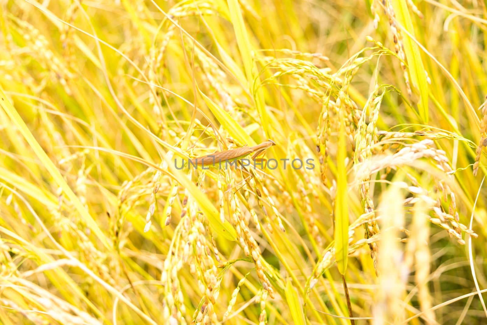 Grasshoppers in rice fields on the top of spike