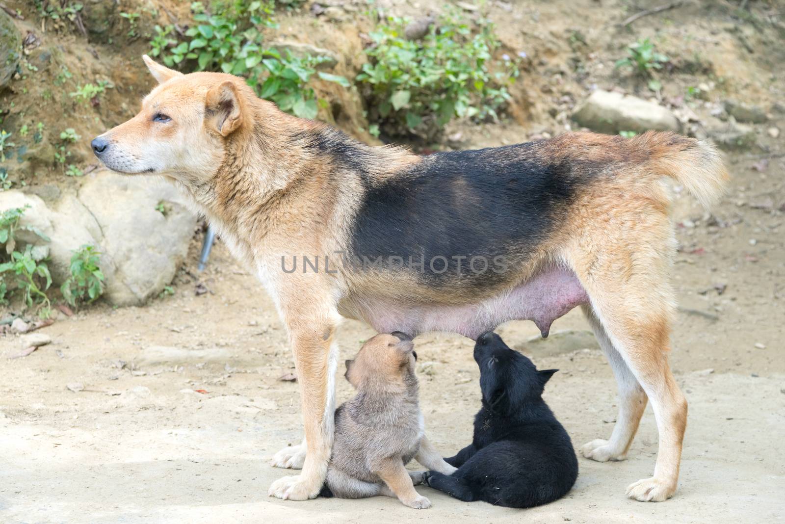 Dog Mother Stand Feeding the 2 cute puppies
