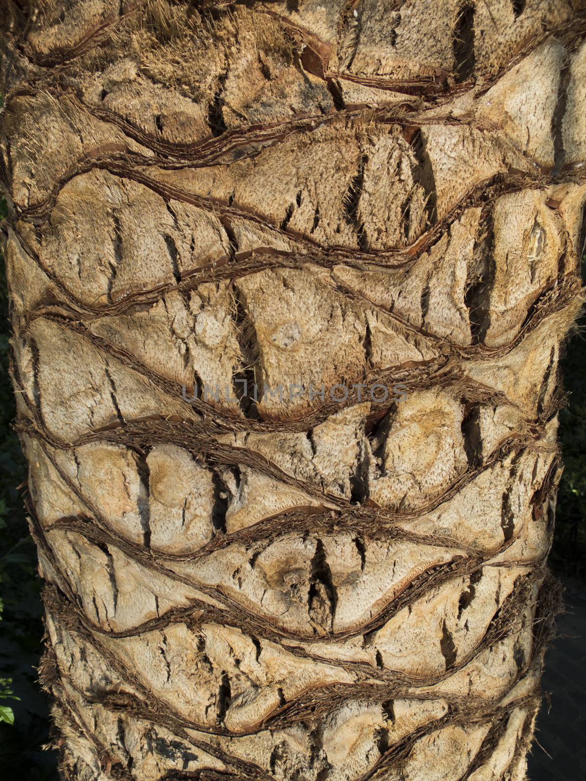 curious brown tree trunk with raw texture
