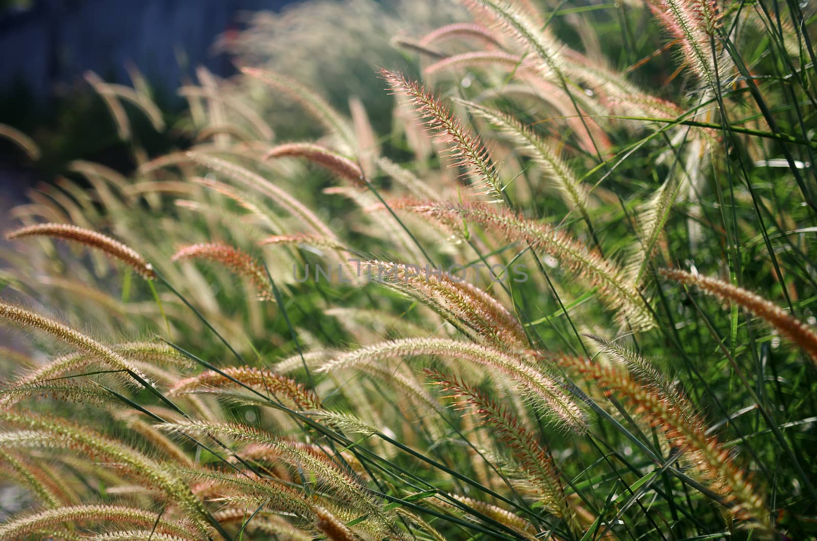 Flower grass field background