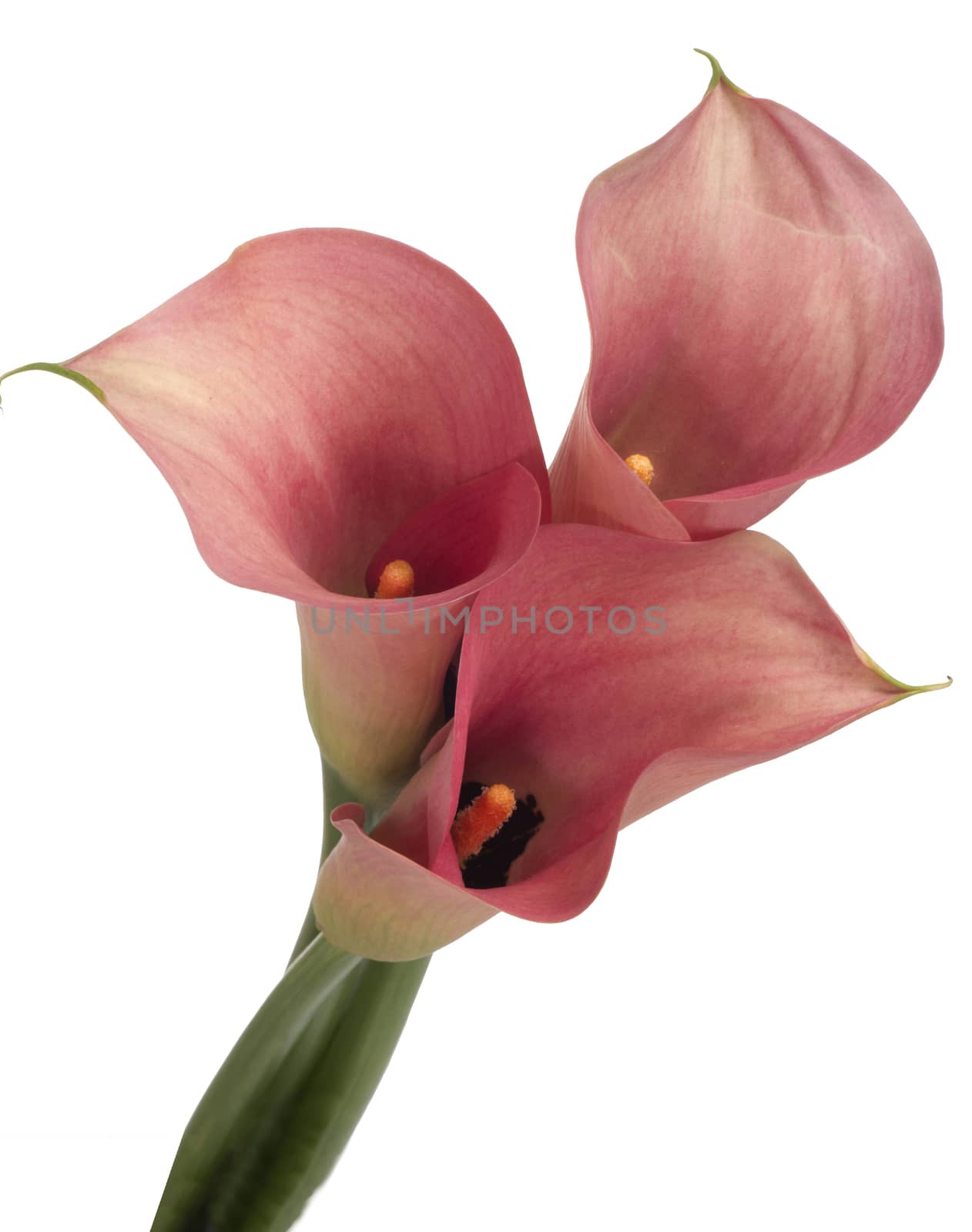Calla lilies by Photobess58