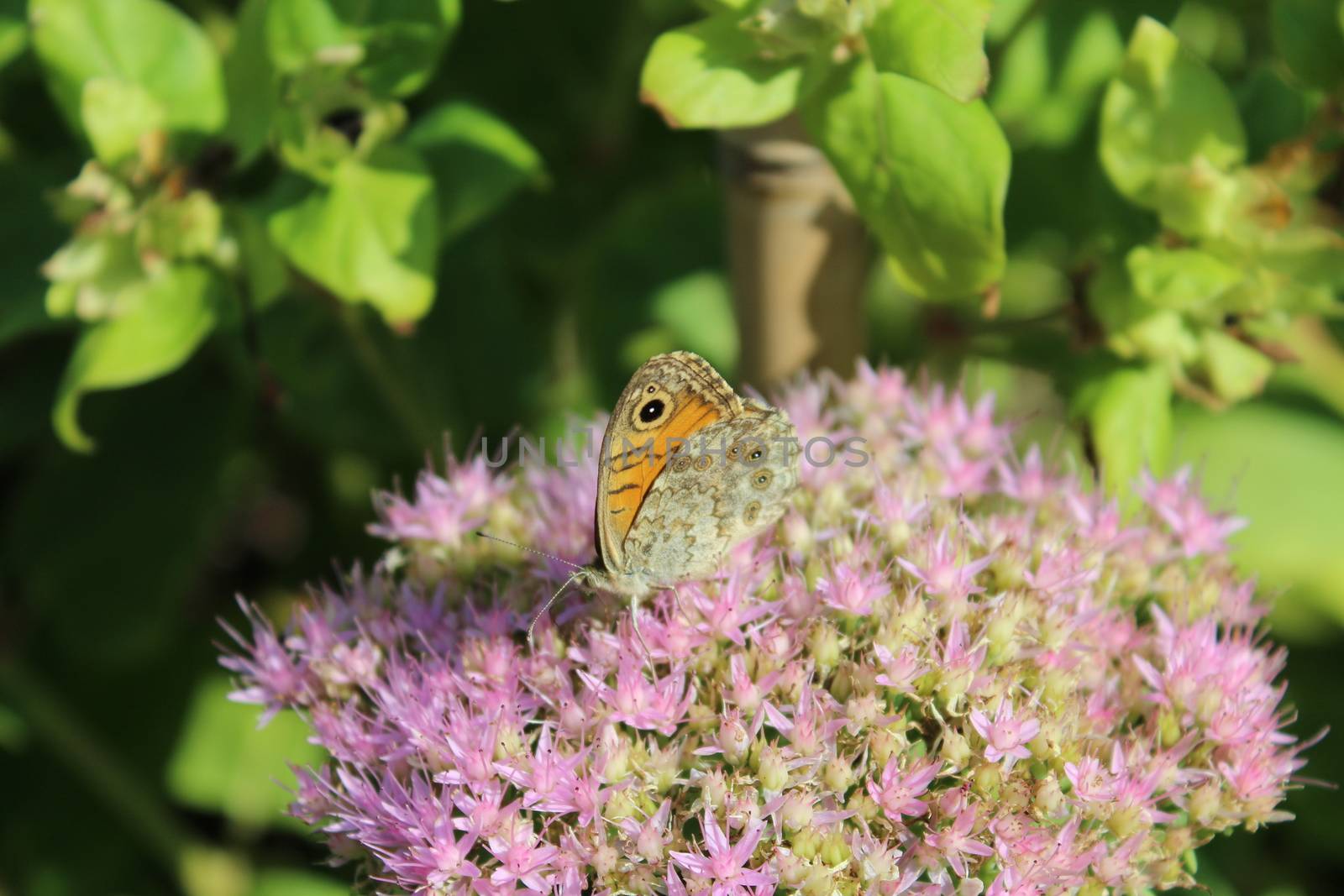 A butterfly and a bee in the garden