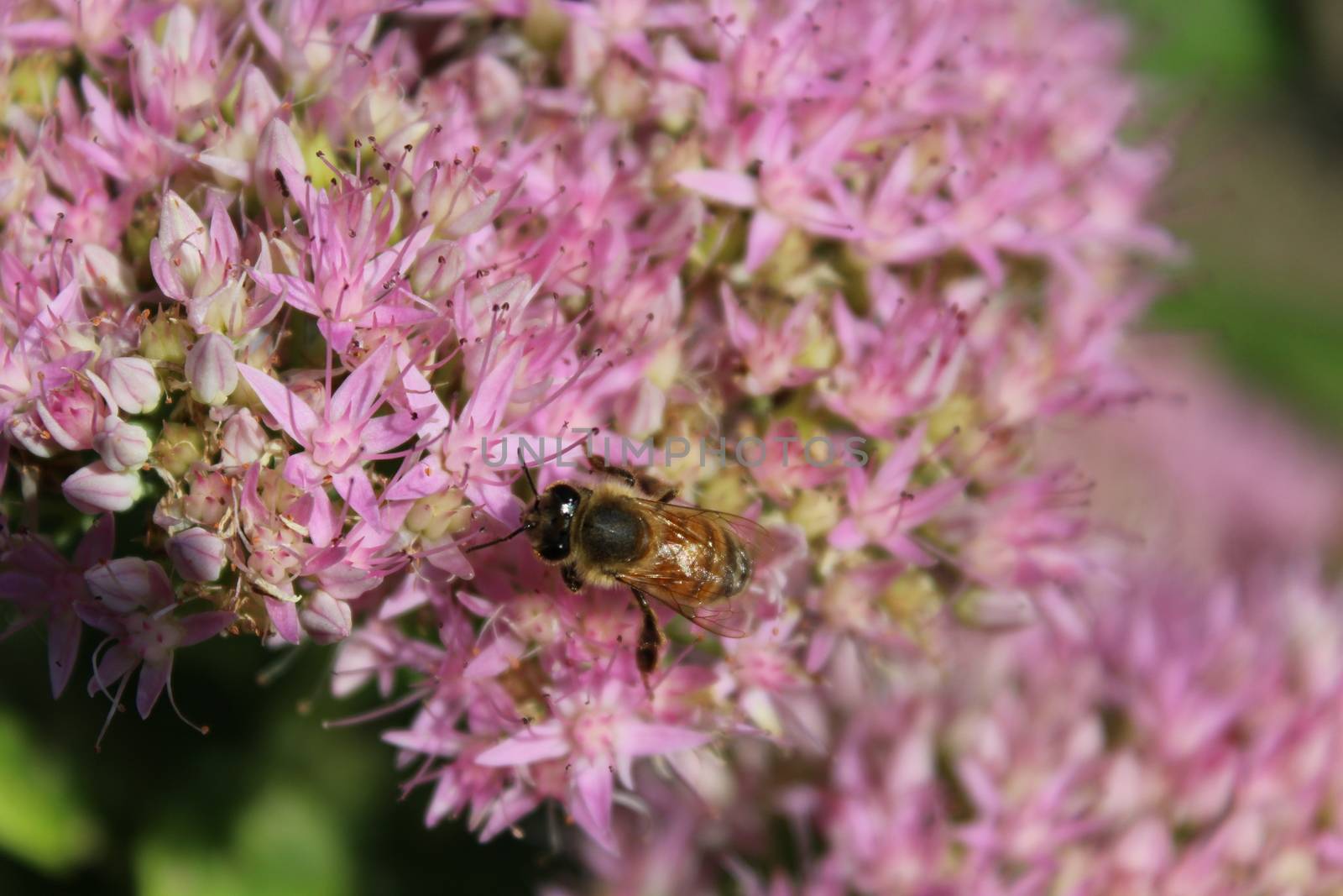 A butterfly and a bee in the garden