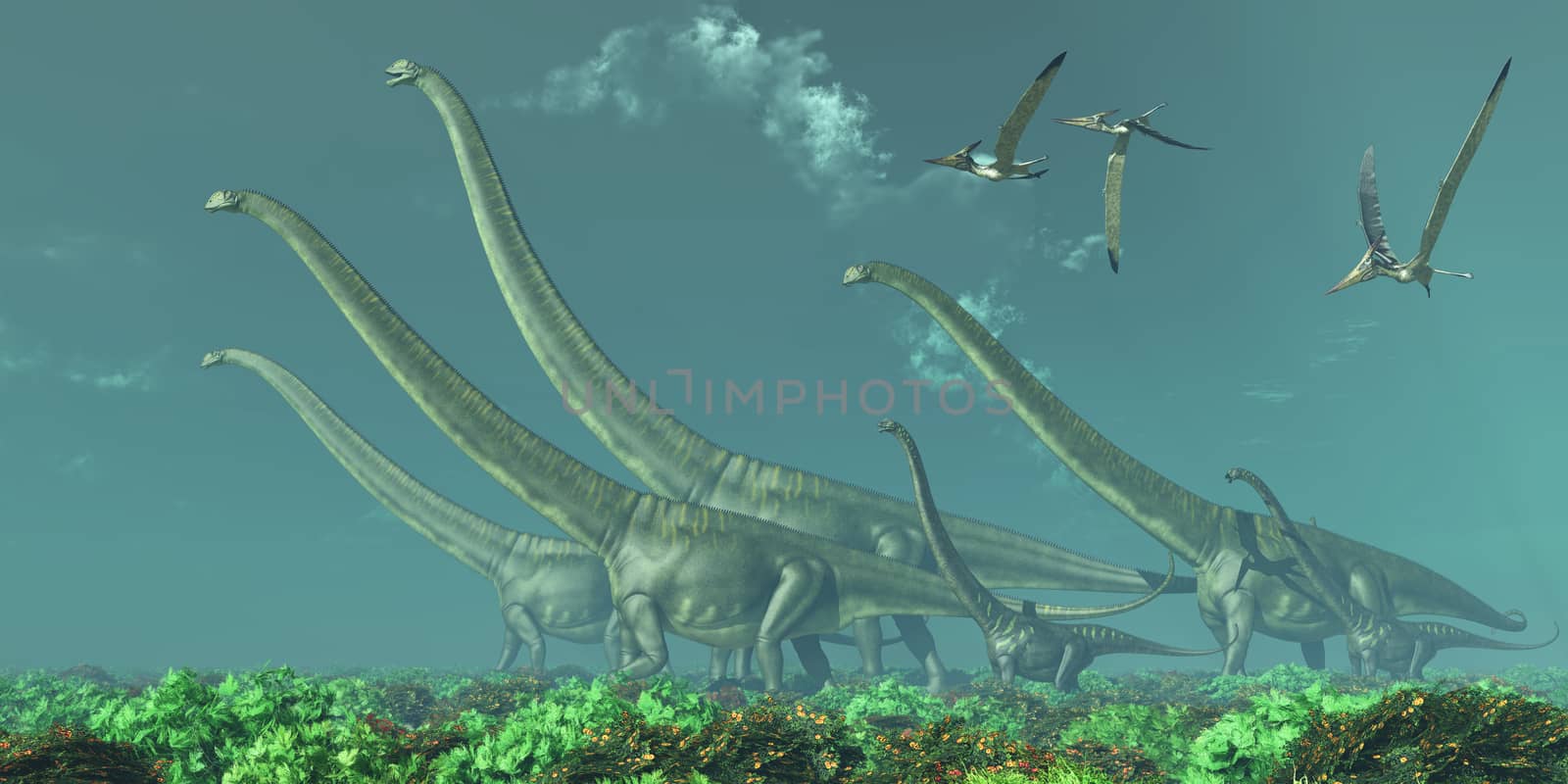 Pteranodon reptiles fly over a herd of Mamenchisaurus dinosaurs in the Cretaceous Era.