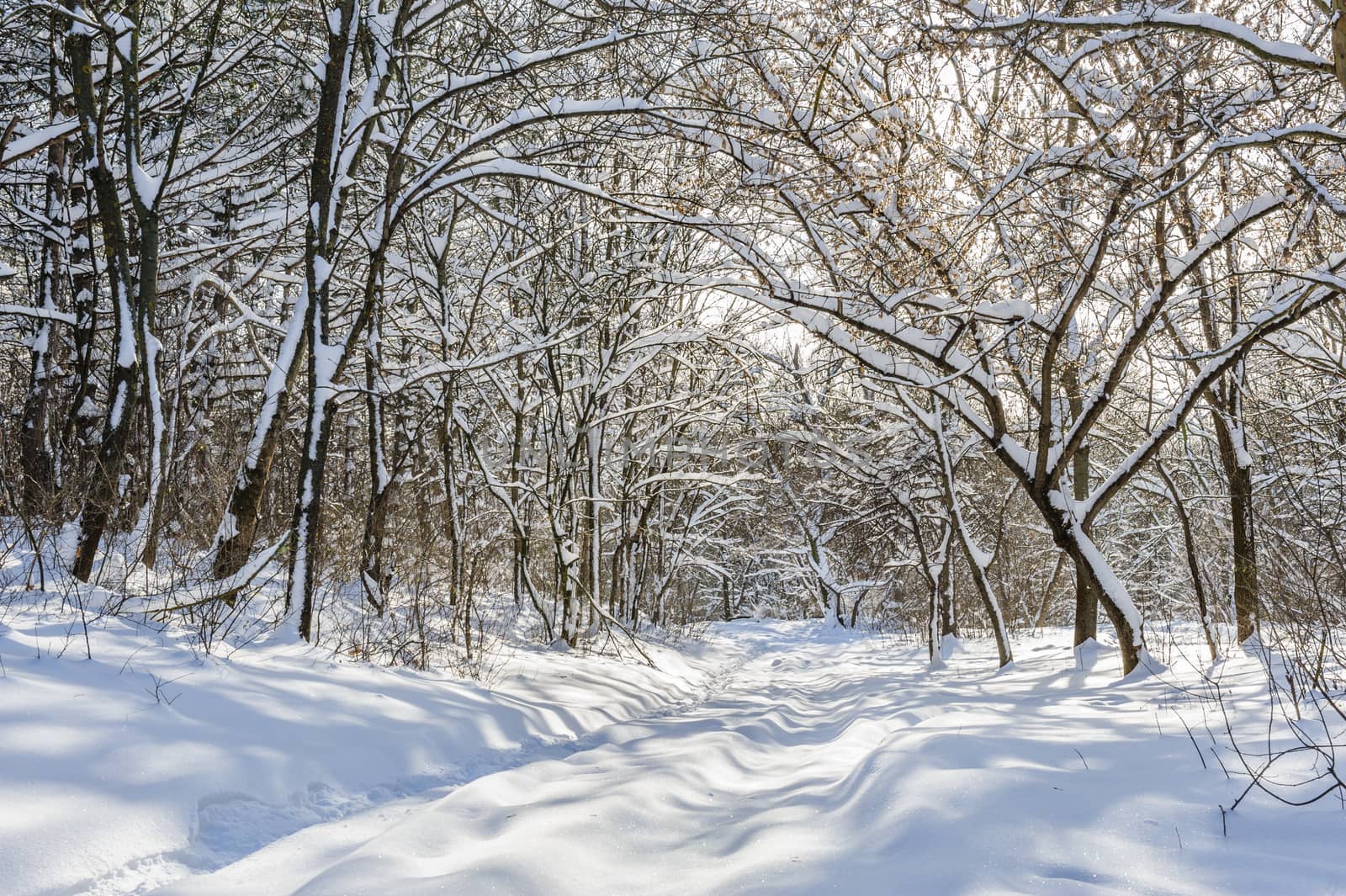 Trees covered with snow in frozen winter forest
