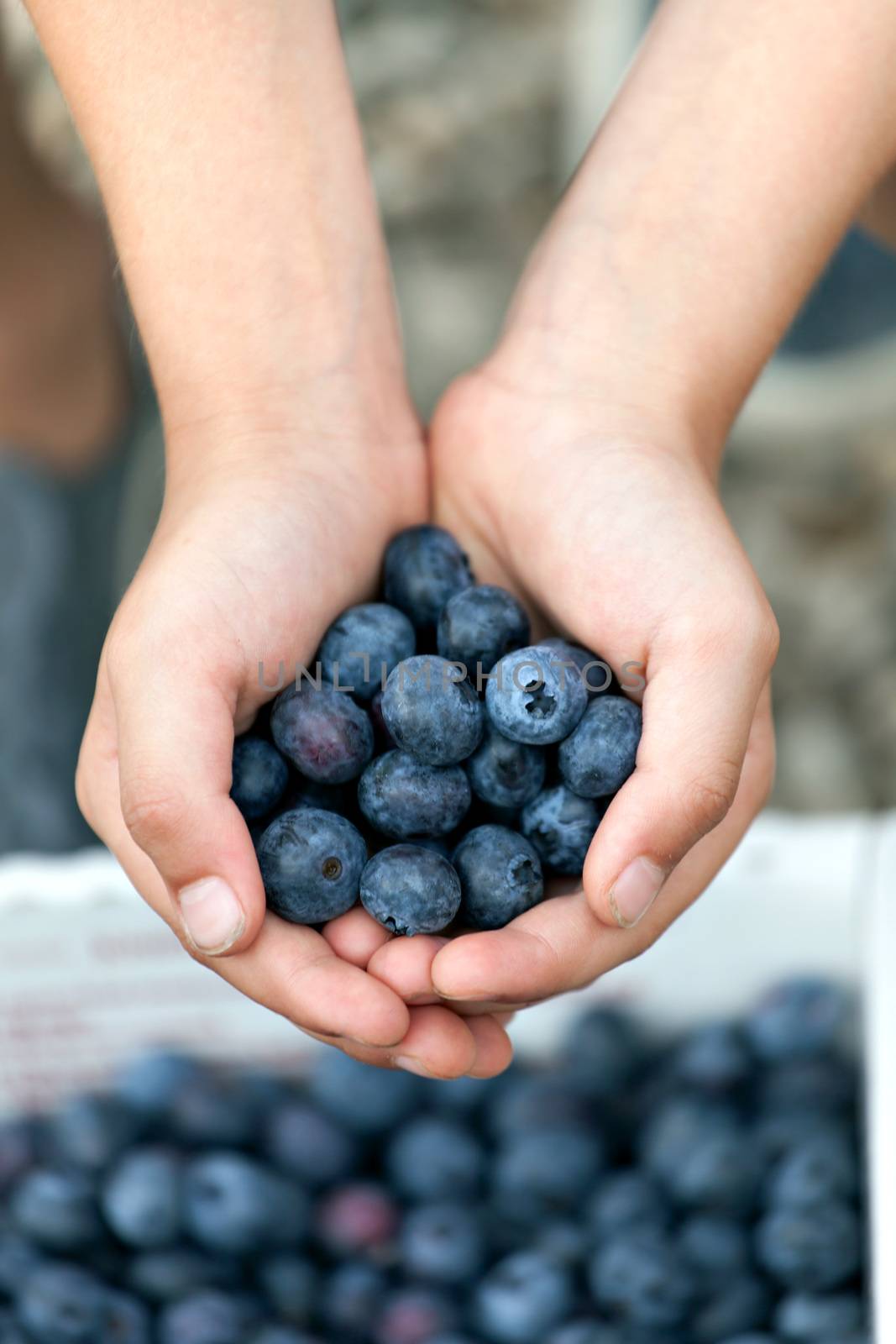 Close up of a young boys hands holding a bunch of fresh picked blueberries. Shallow depth of field.
