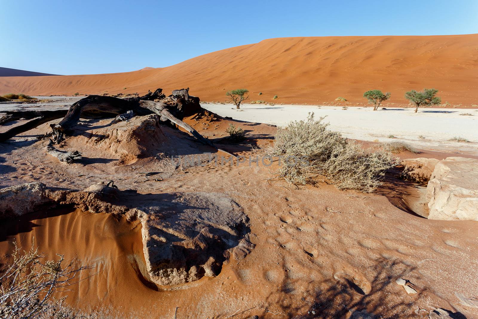 beautiful sunrise landscape of hidden Dead Vlei in Namib desert with blue sky, this is best place of Namibia