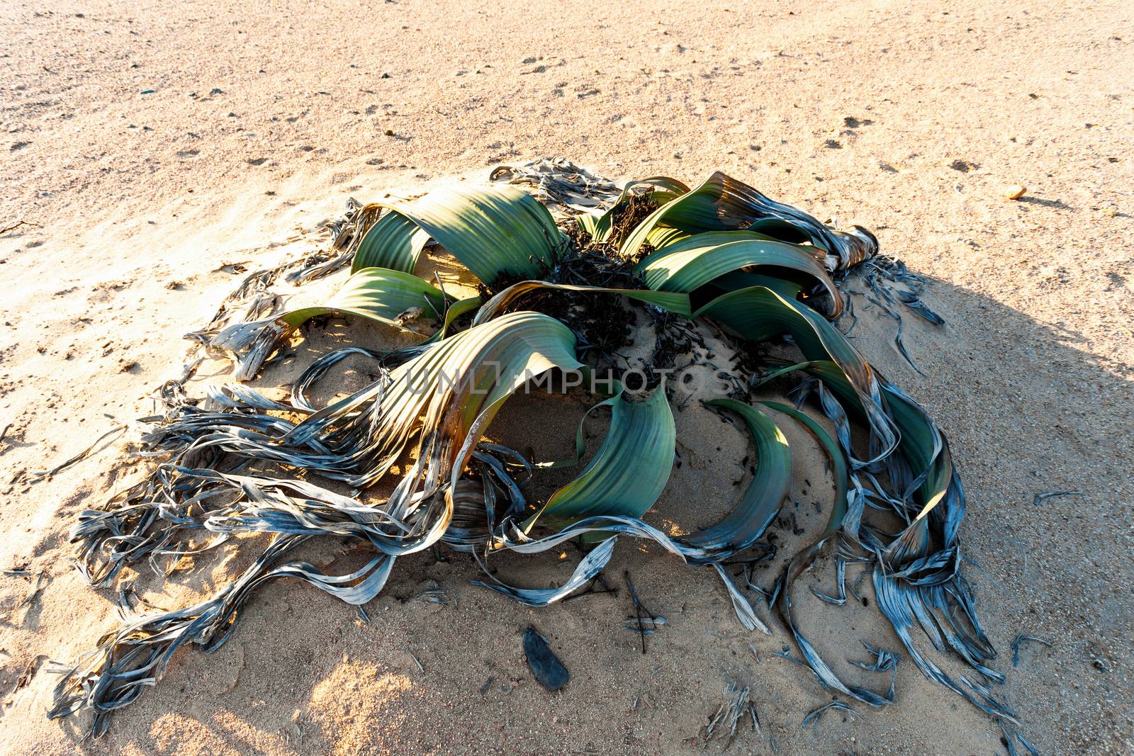 Splendid example of Welwitschia mirabilis is estimated to be more than 1500 years old,Erongo, Namibia, Amazing desert plant, living fossil Welwitschia Mirabilis in Namib Desert