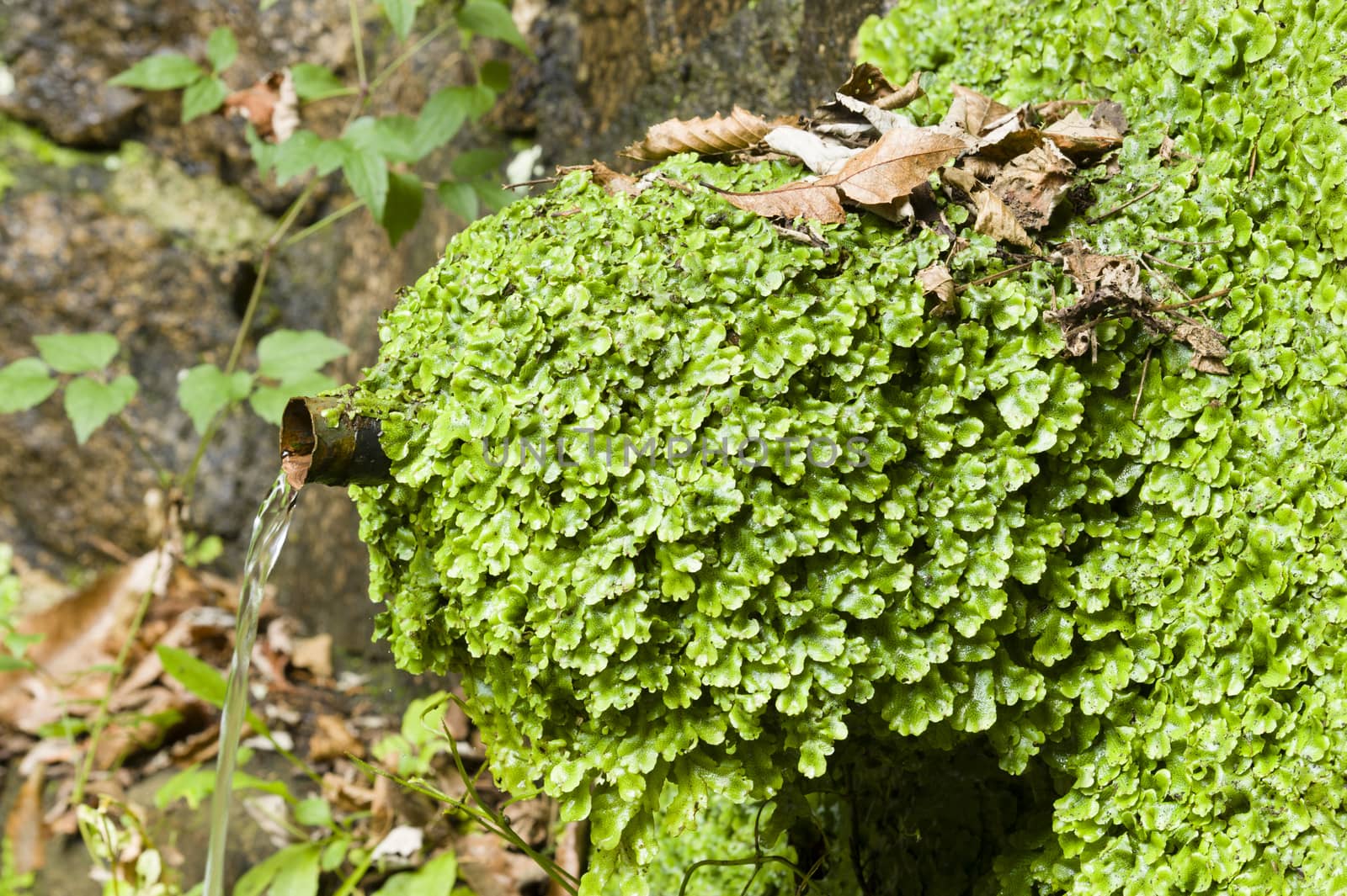 Marchantiophyta, non-vascular bryophyte land plants,  hepatics, liverworts growing on a water fountain.