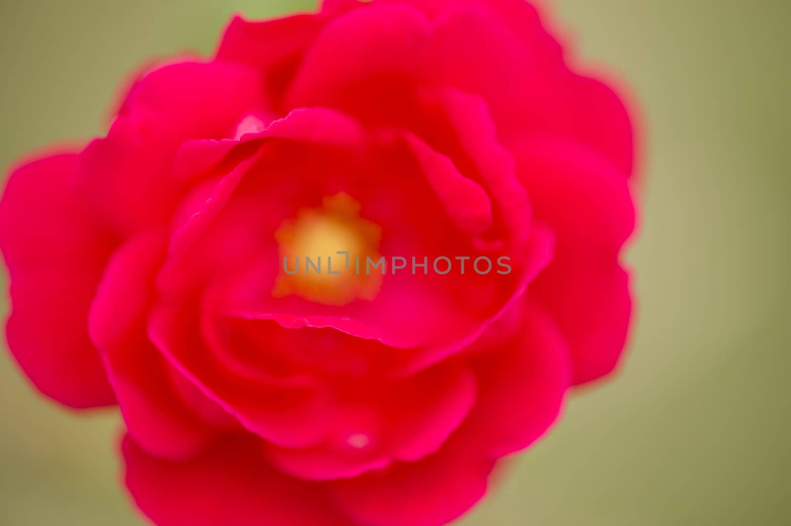 Red and orange rose flower with water drops and selective focus